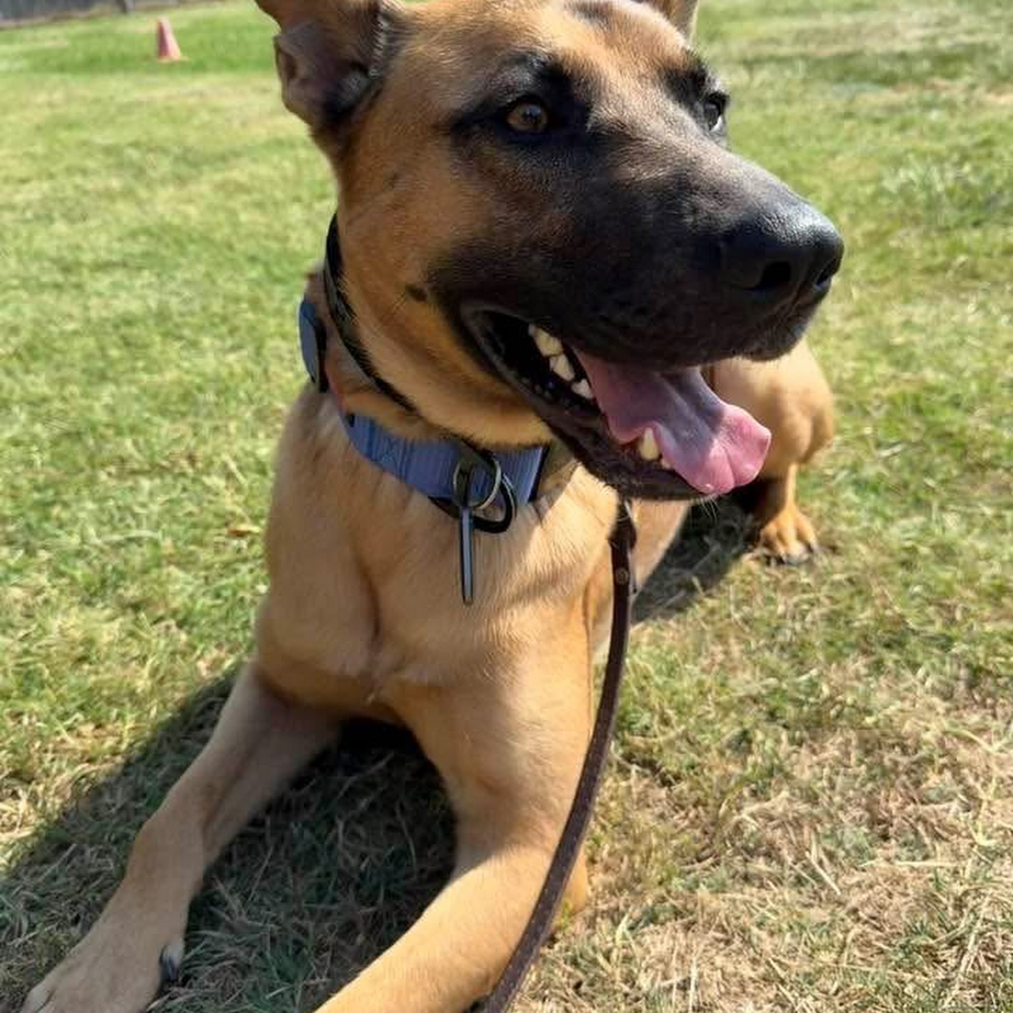 K9 University Dog Training OKC Yukon