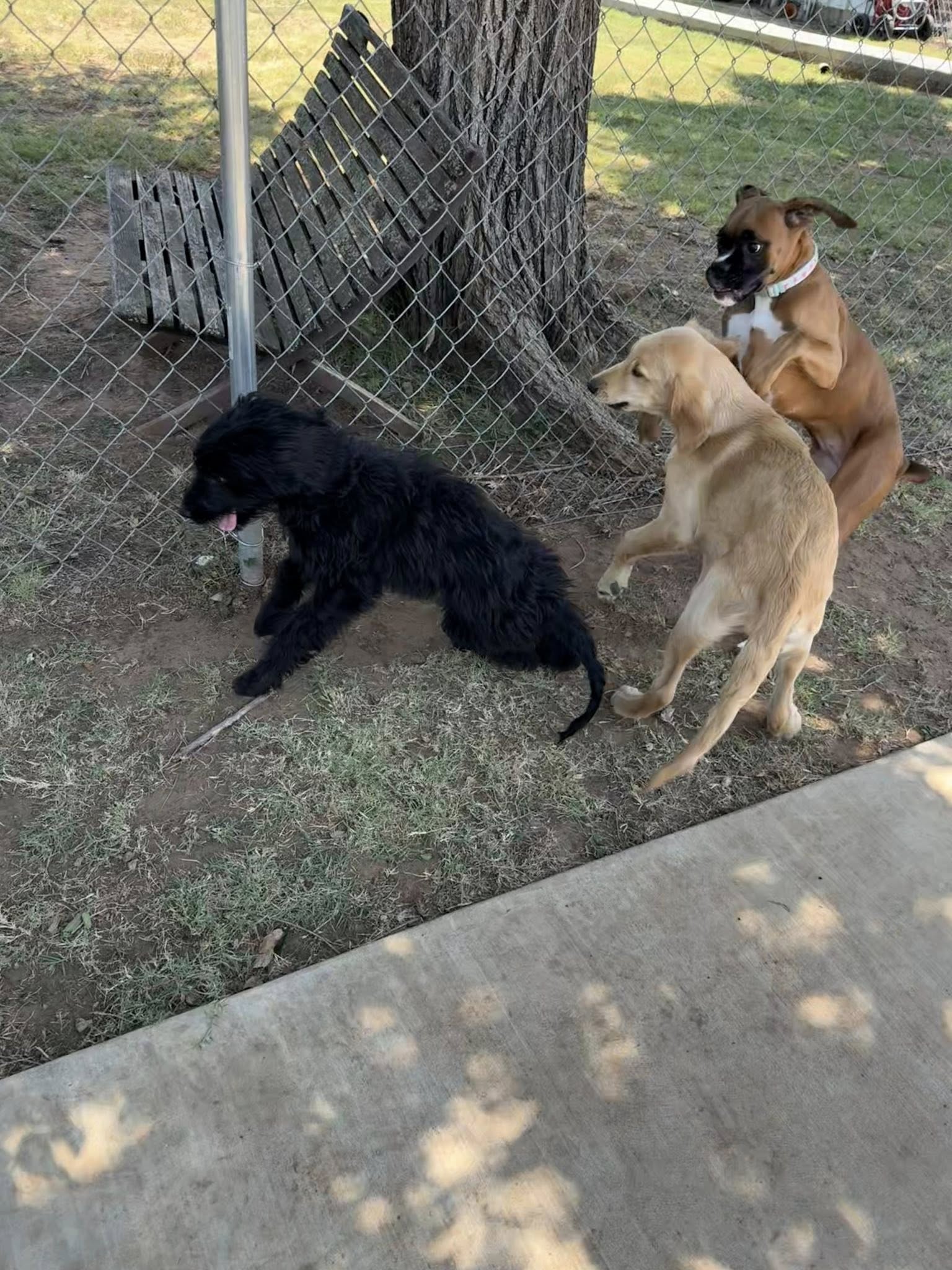 K9 University Dog Training OKC Yukon