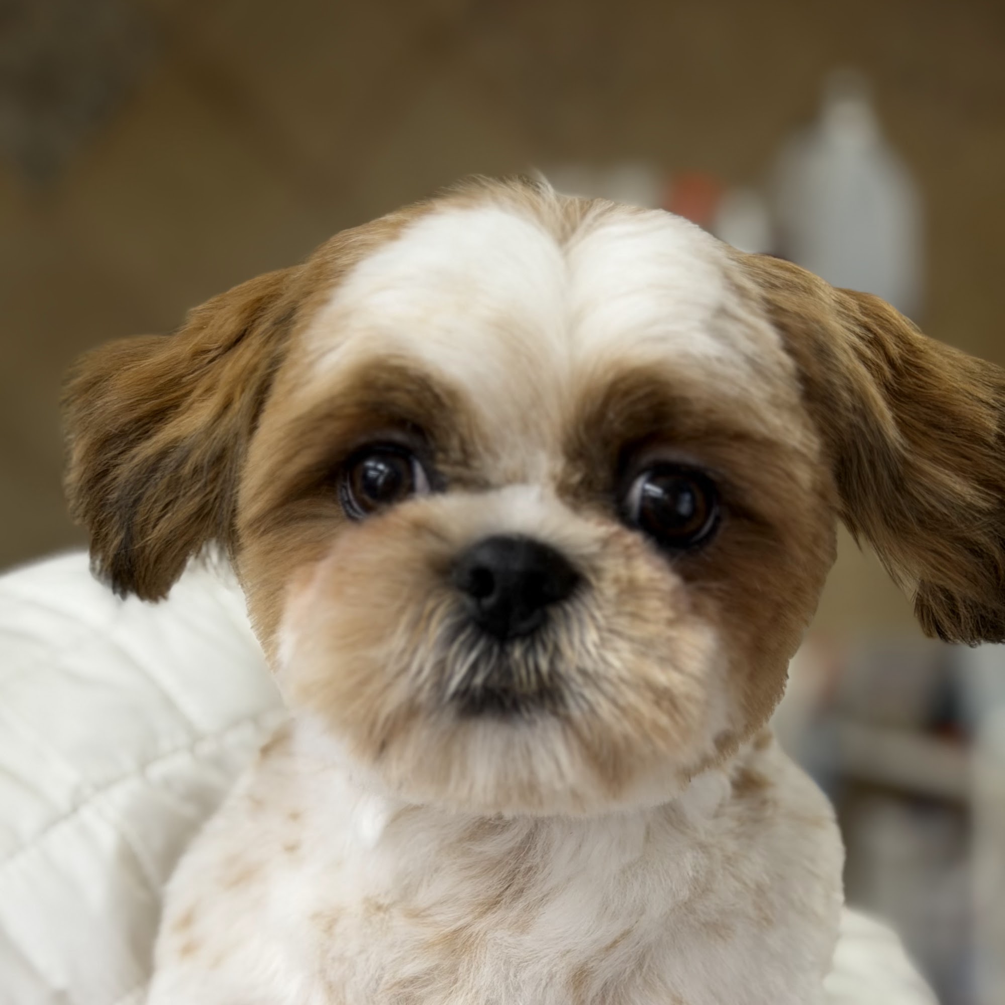 Kastans Boarding and Grooming 1505 N Piedmont Rd, Yukon Oklahoma 73099