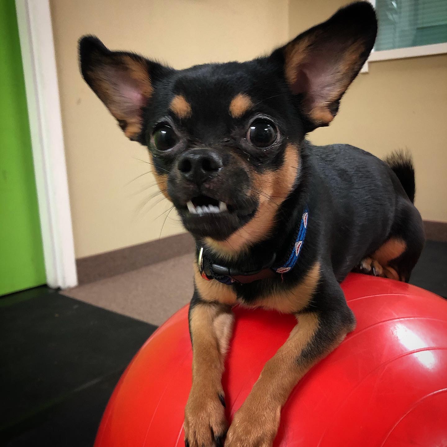 Who’s Walking Who Dog Training Centres Ajax