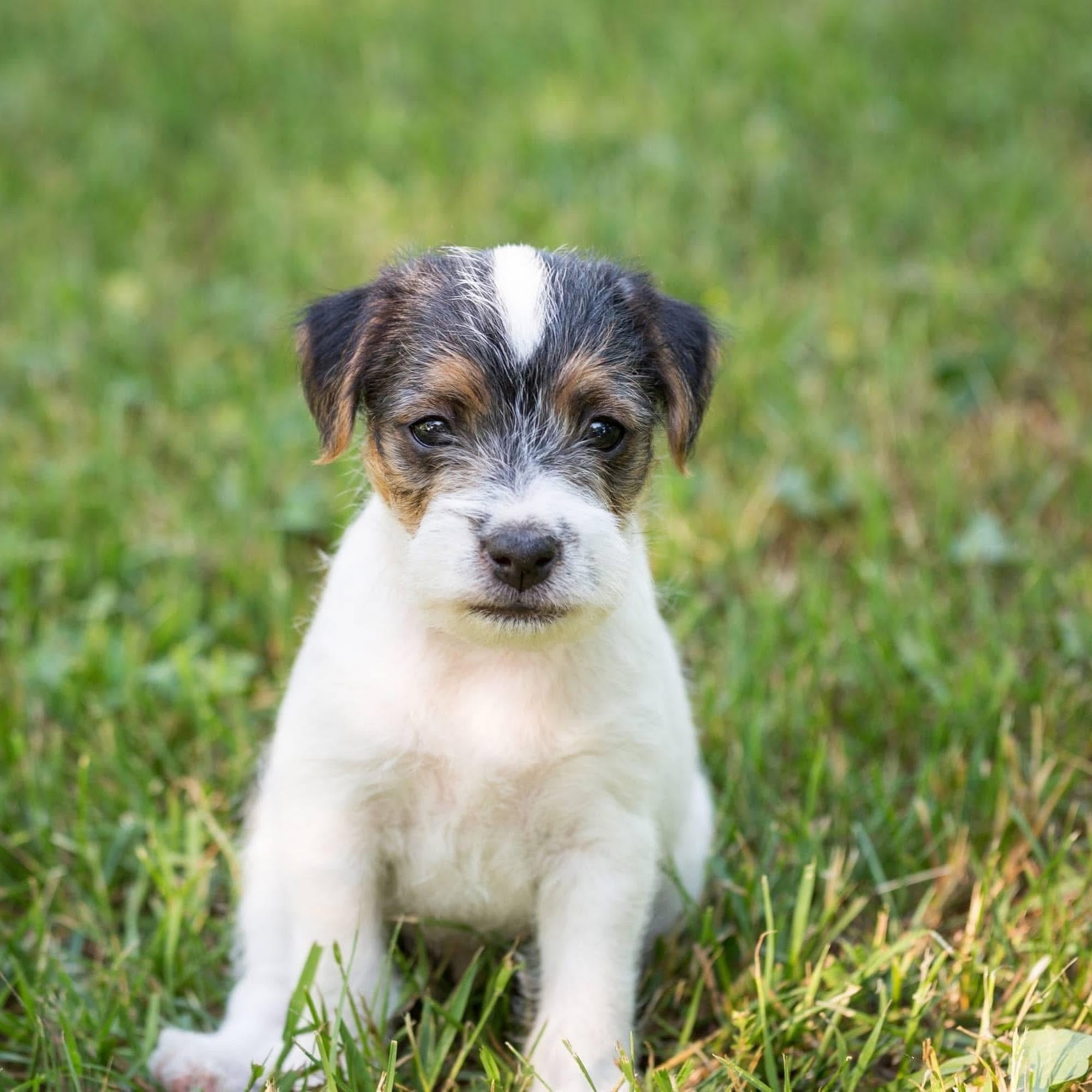 Who’s Walking Who Dog Training Centres Ajax