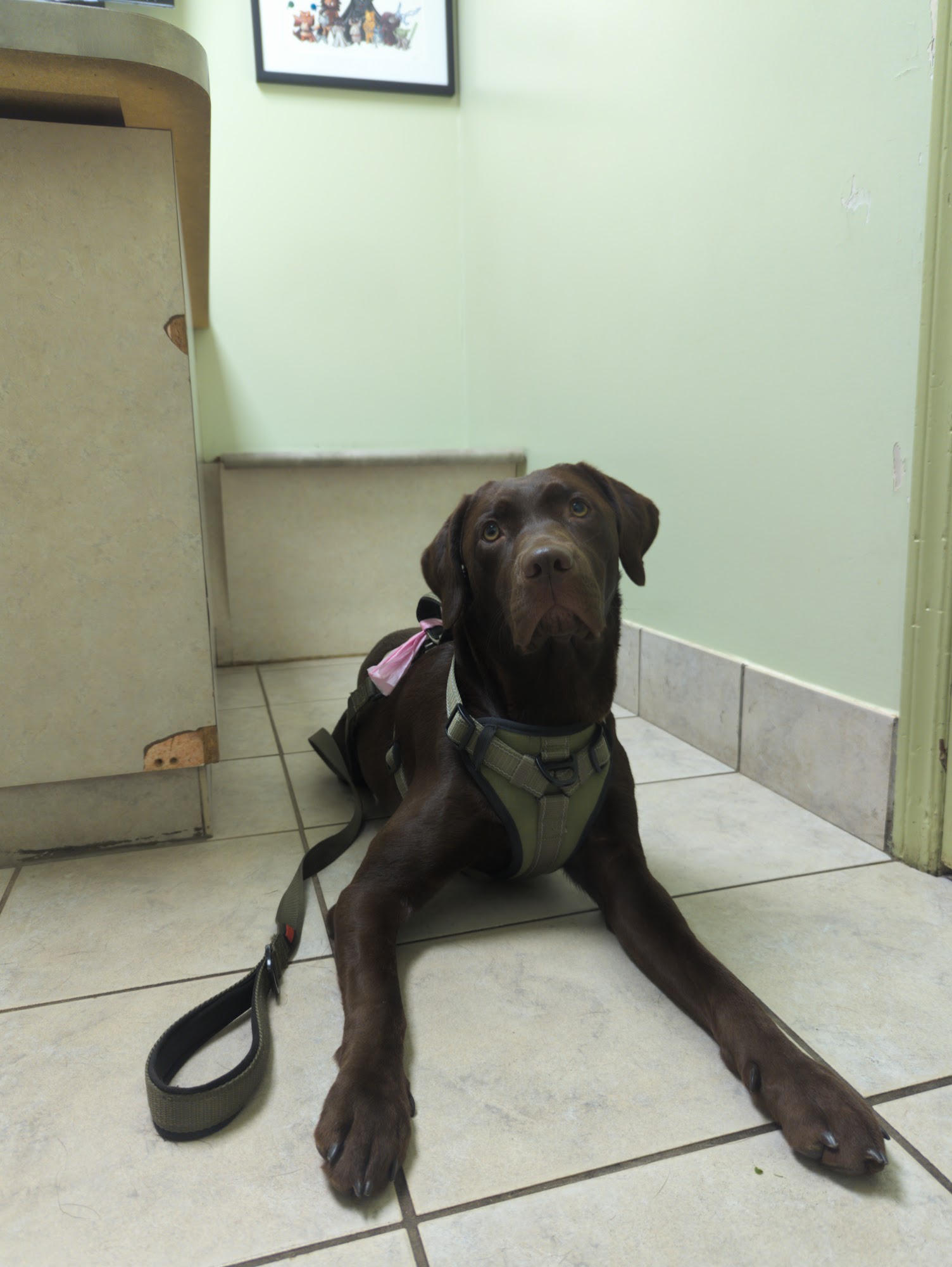 Ajax Animal Hospital Ajax