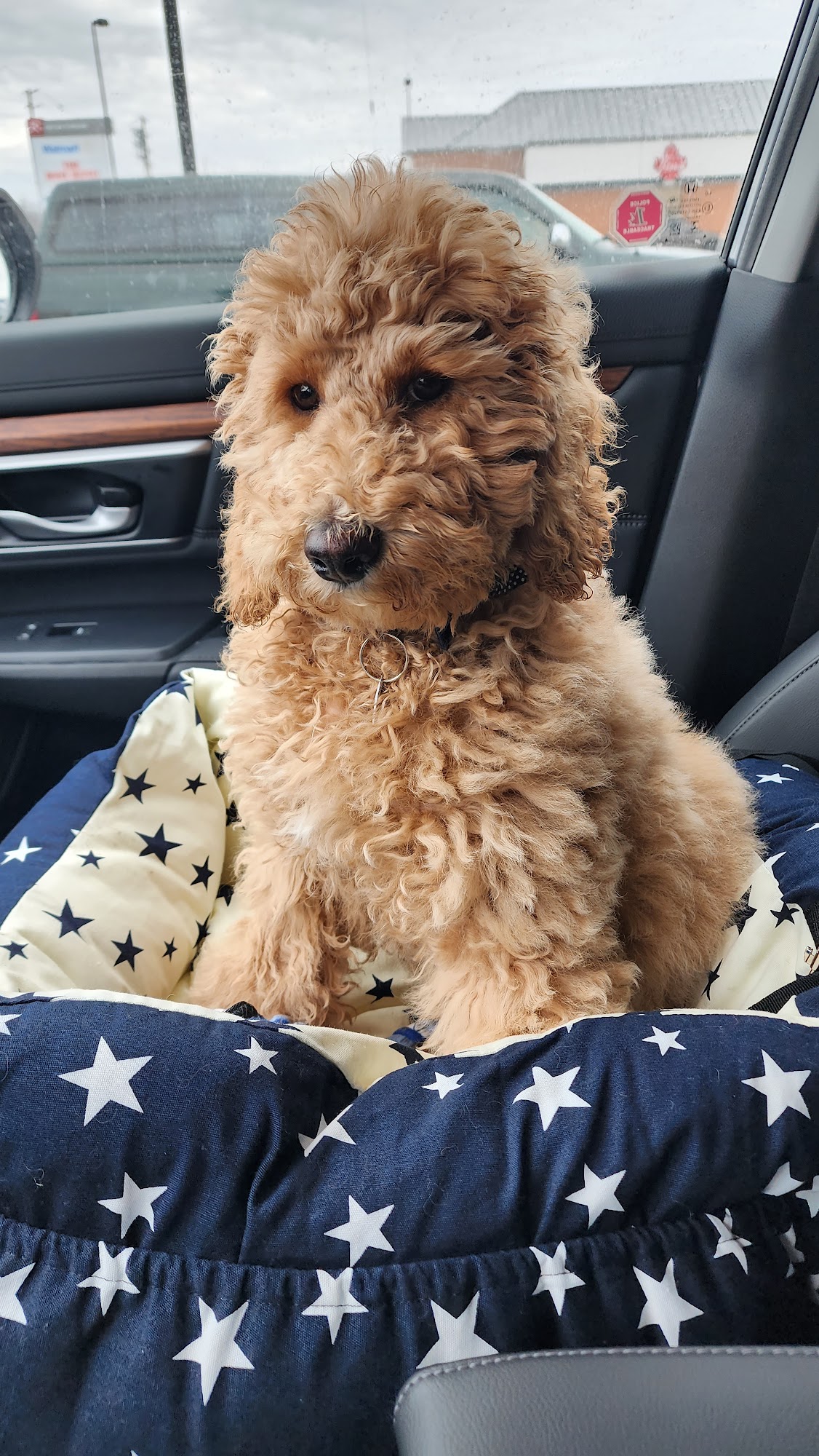 Ren's Pets Ajax Ajax