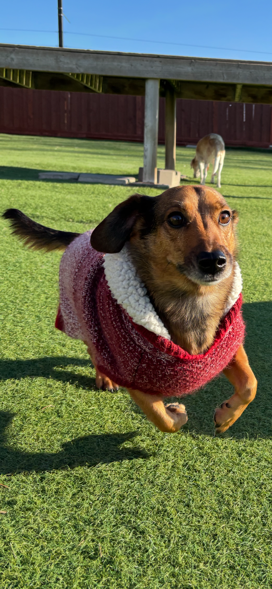 Ajax Pet Care Centre Ajax