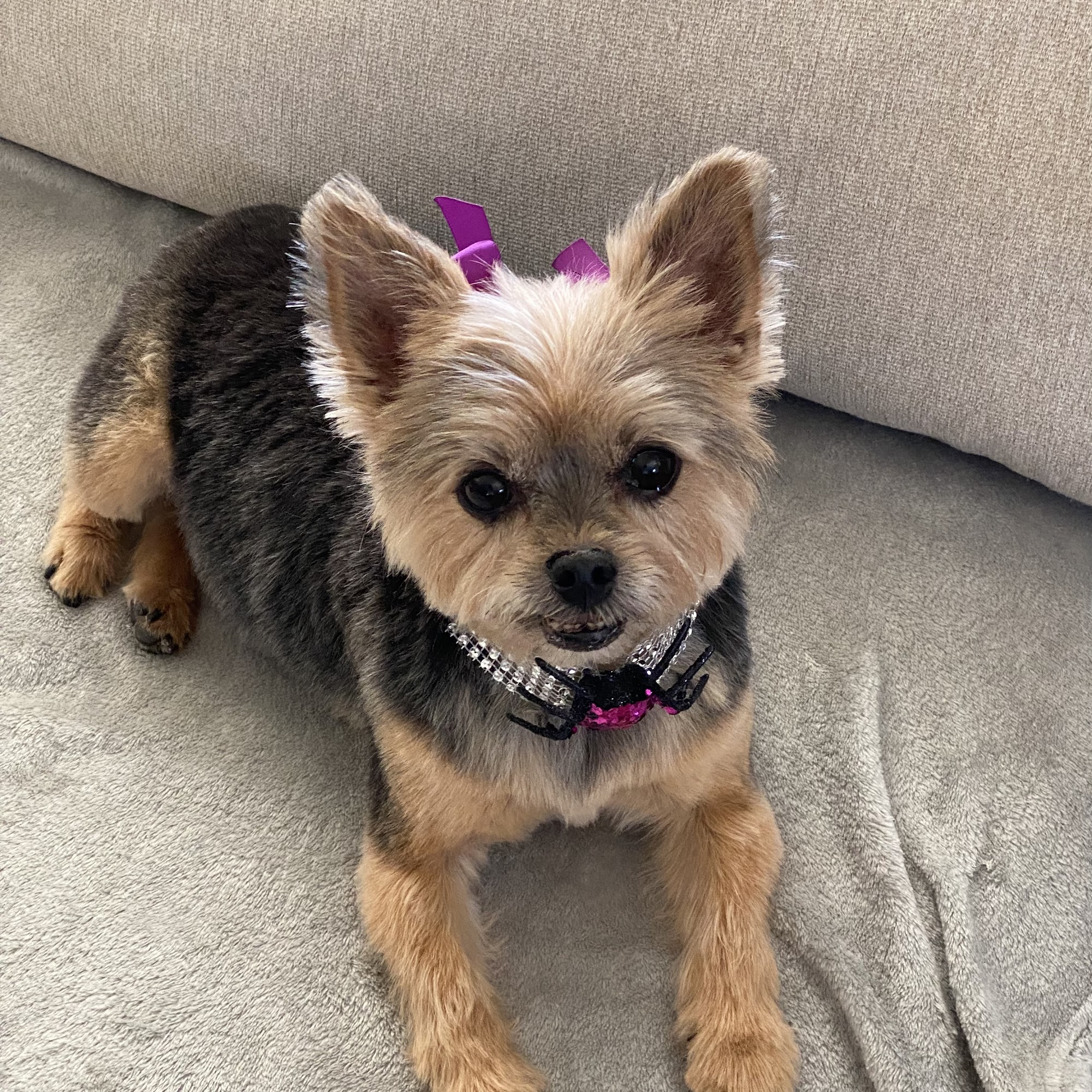 Four Paws Spa Amherstburg