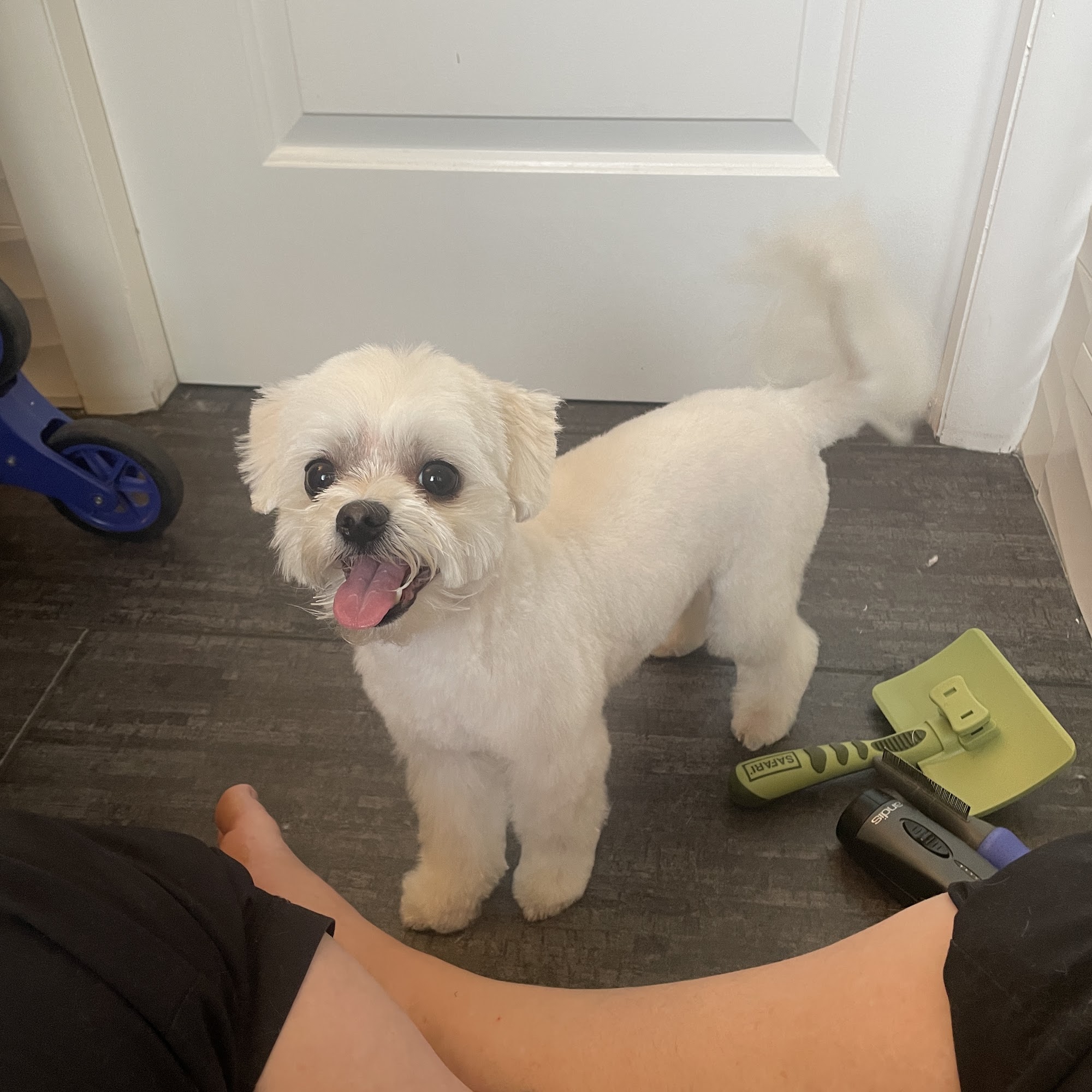 Kat’s Grooming - In YOUR Home Services Amherstburg