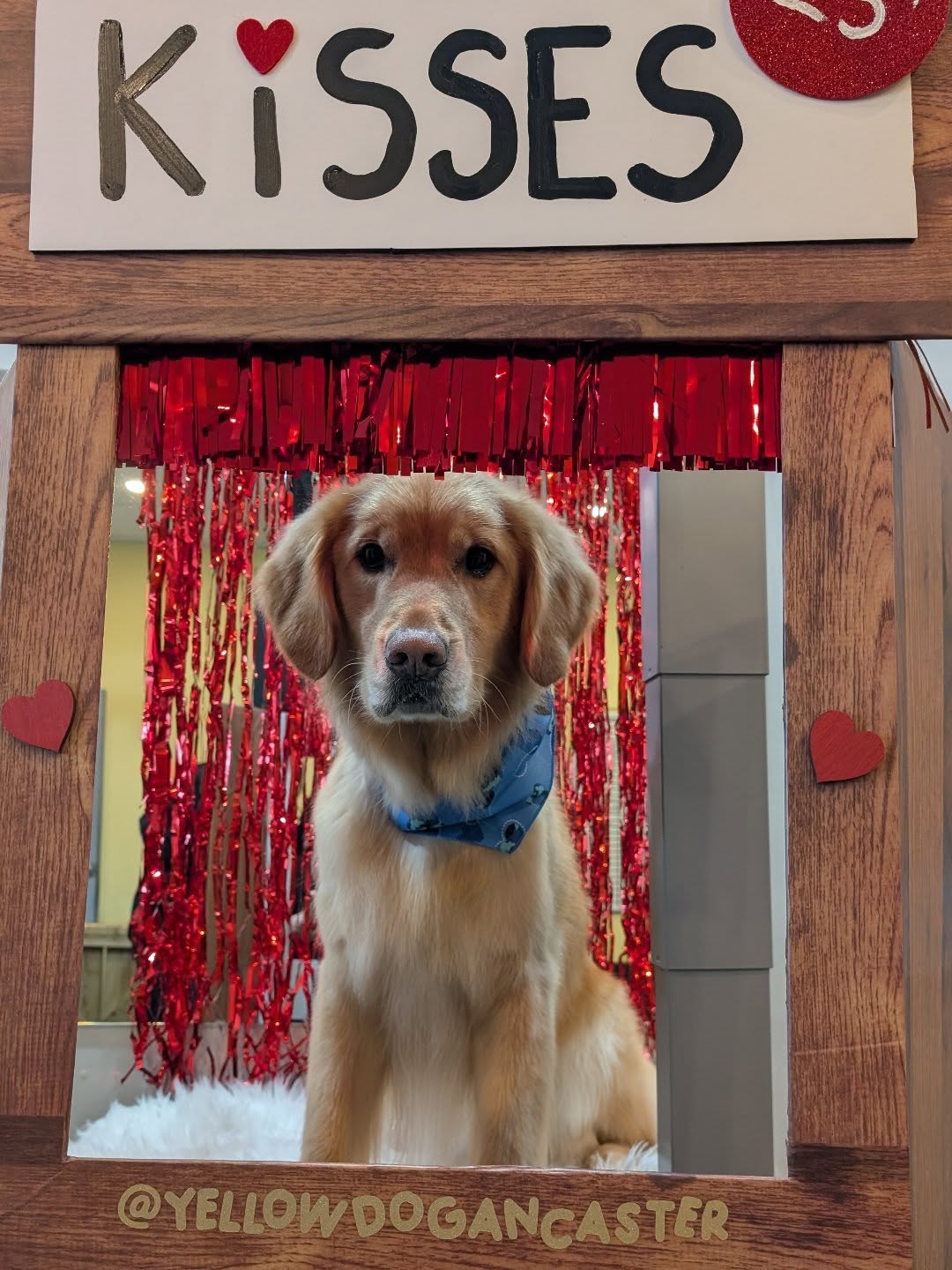 Yellow Dog Grooming Ancaster