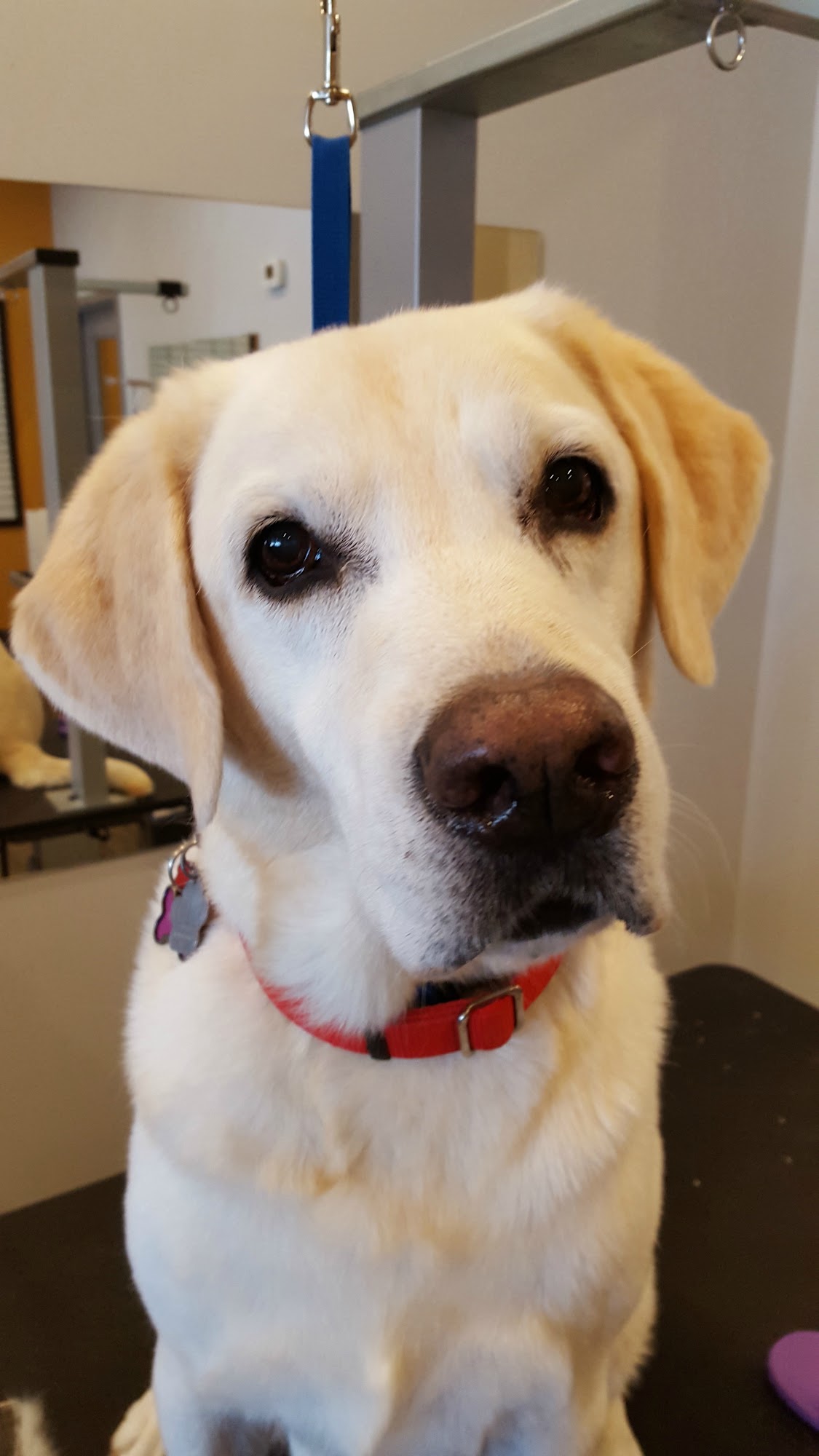 Yellow Dog Grooming Ancaster