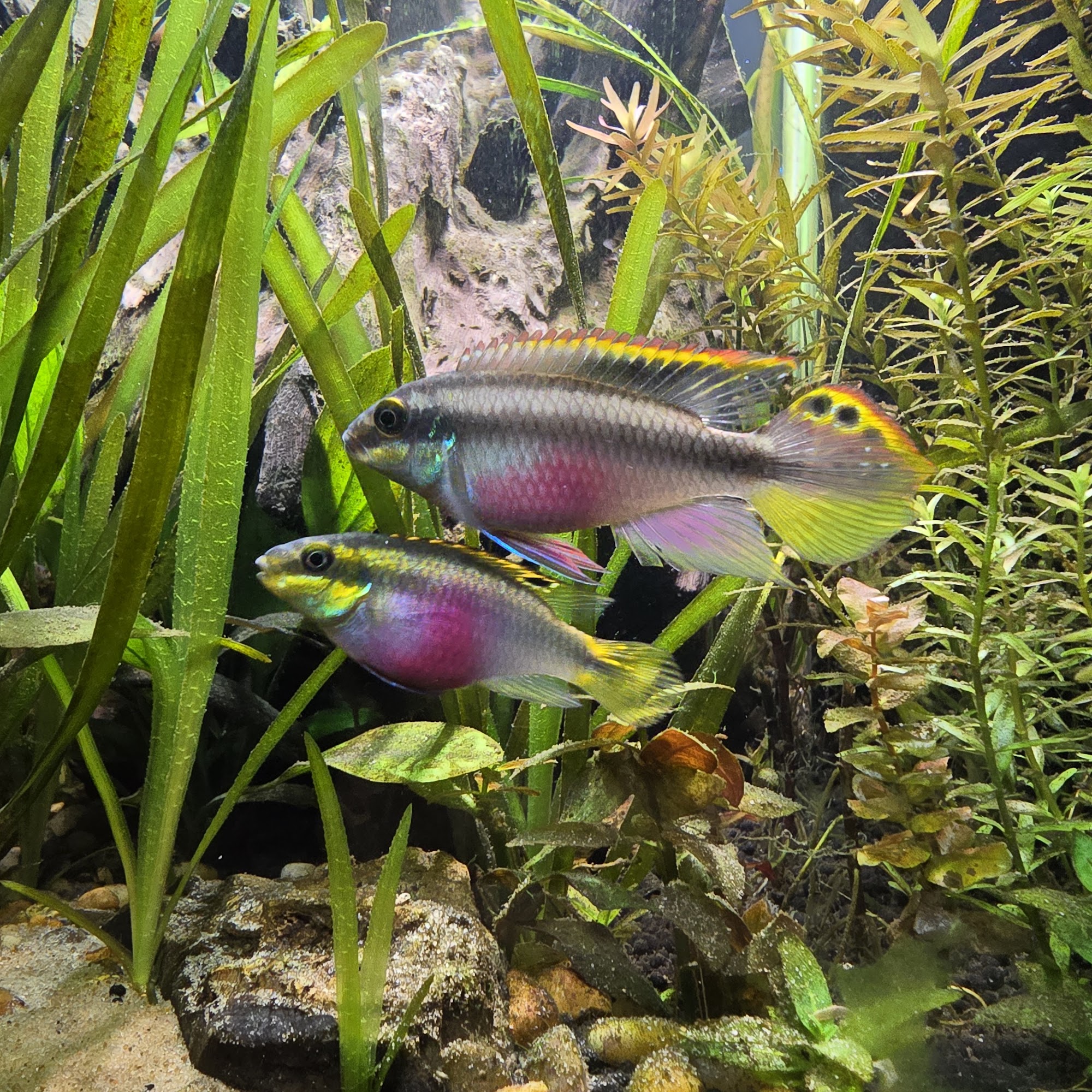 Rick's Pet Stores Arnprior