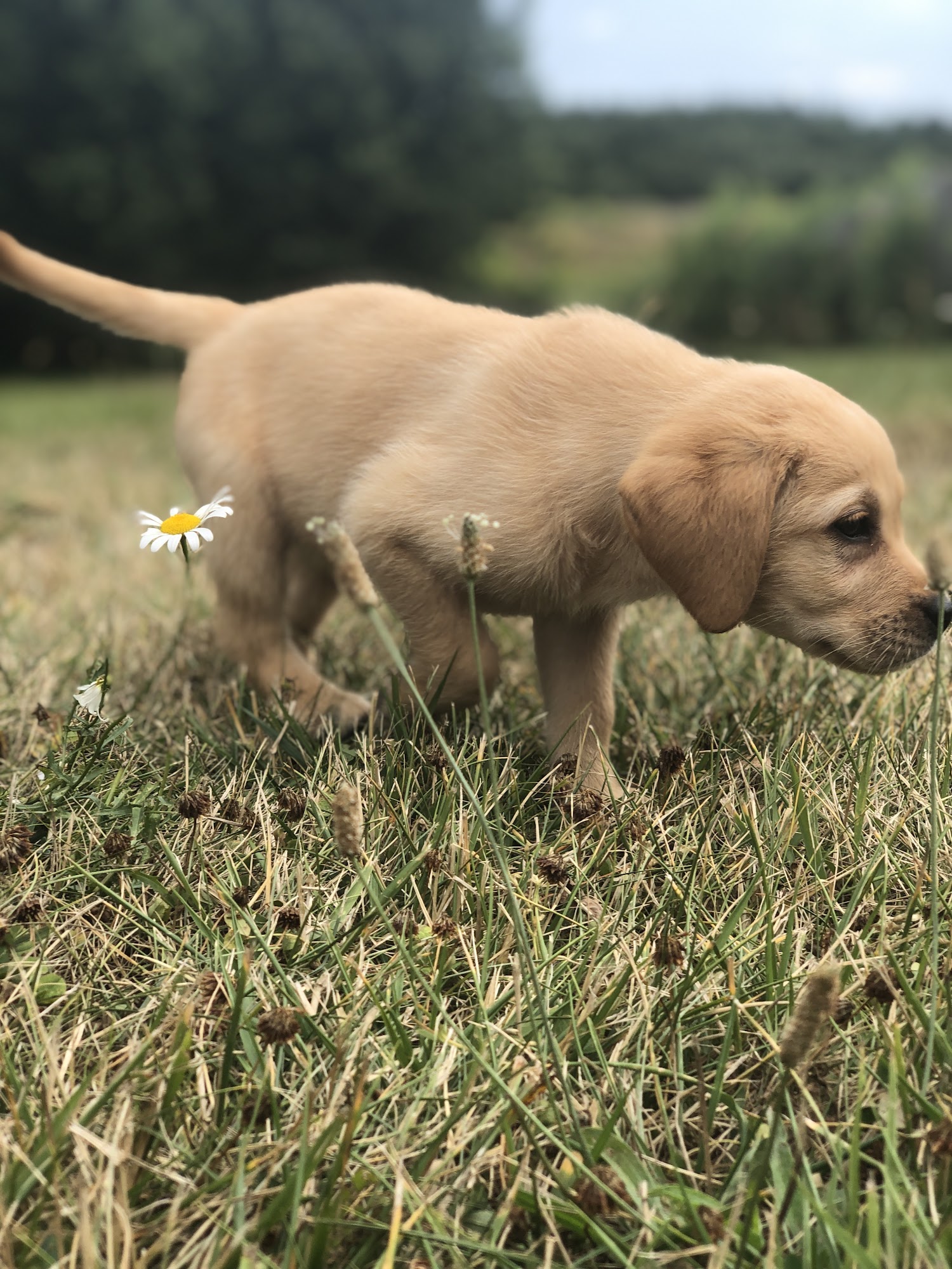 Cooperslane Kennels Arthur