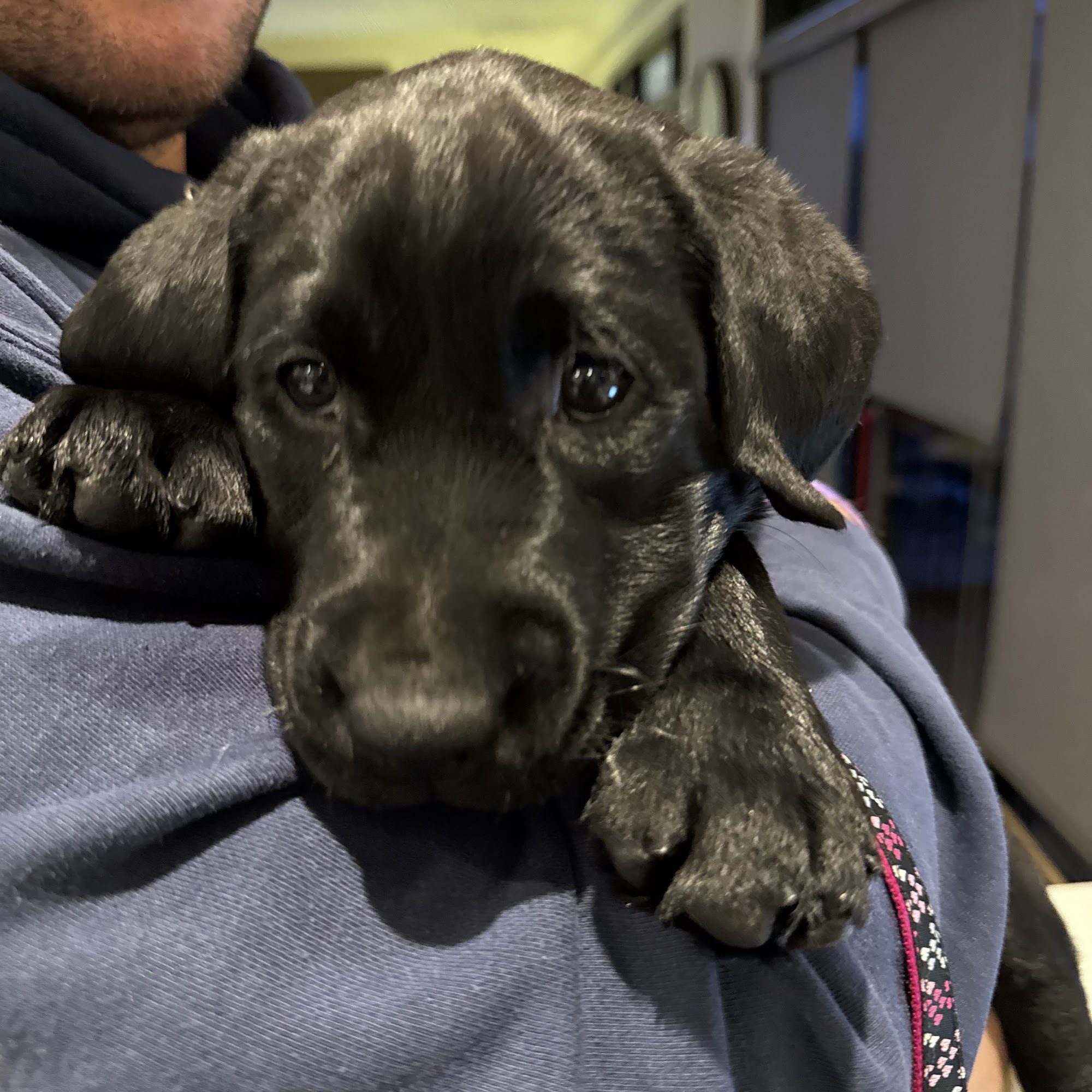 Cooperslane Kennels Arthur