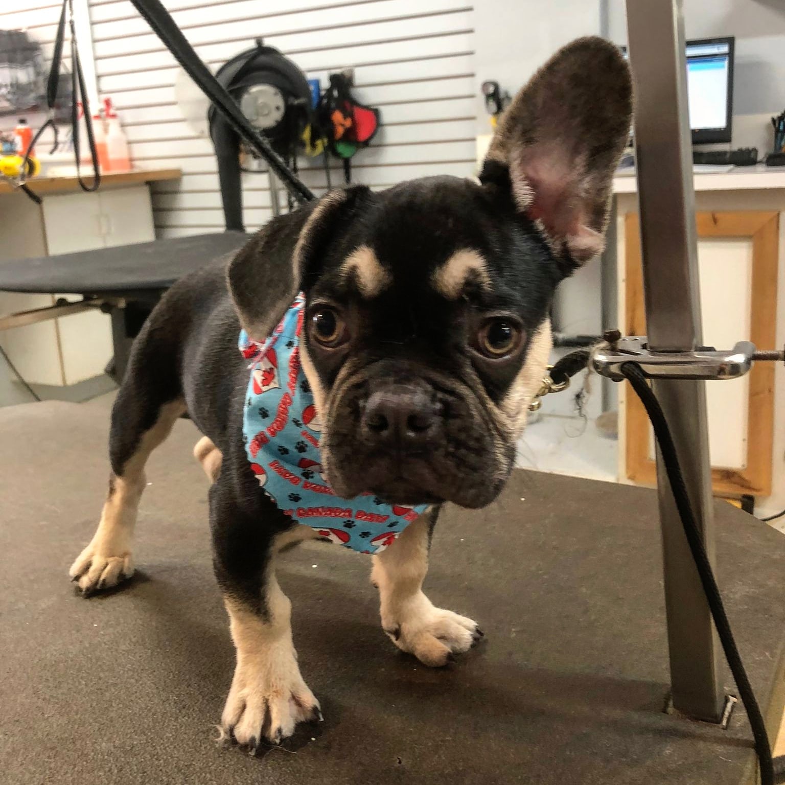 Paws in the Bath Dog Grooming Aurora
