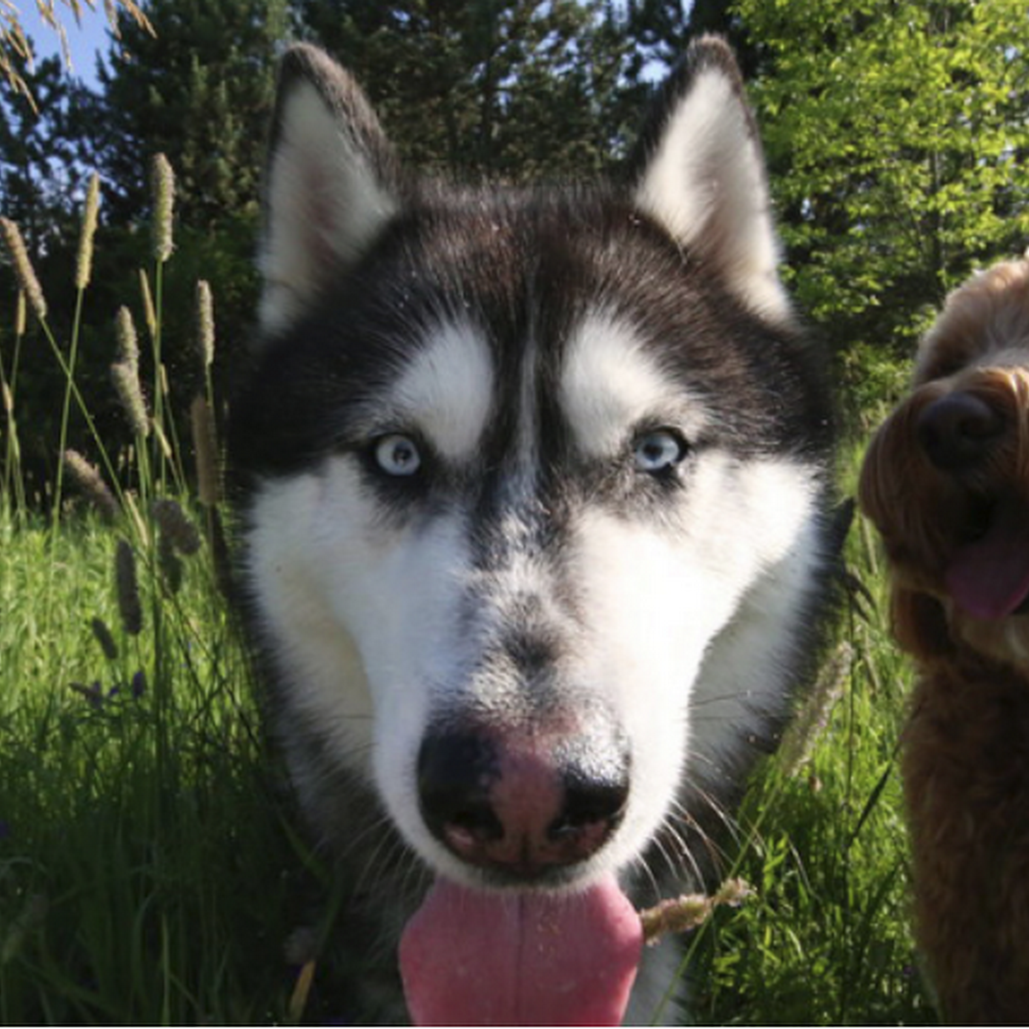 Bow Wow Dog hiking Aurora