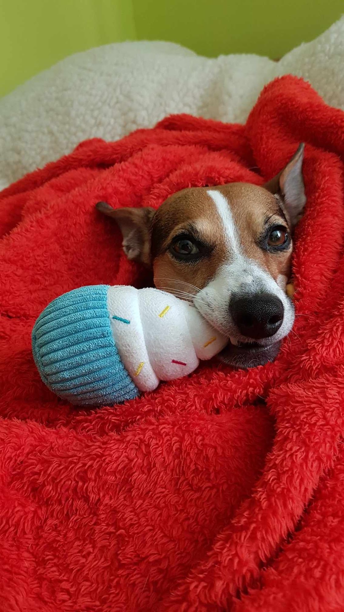 Our Dog & Company Aurora