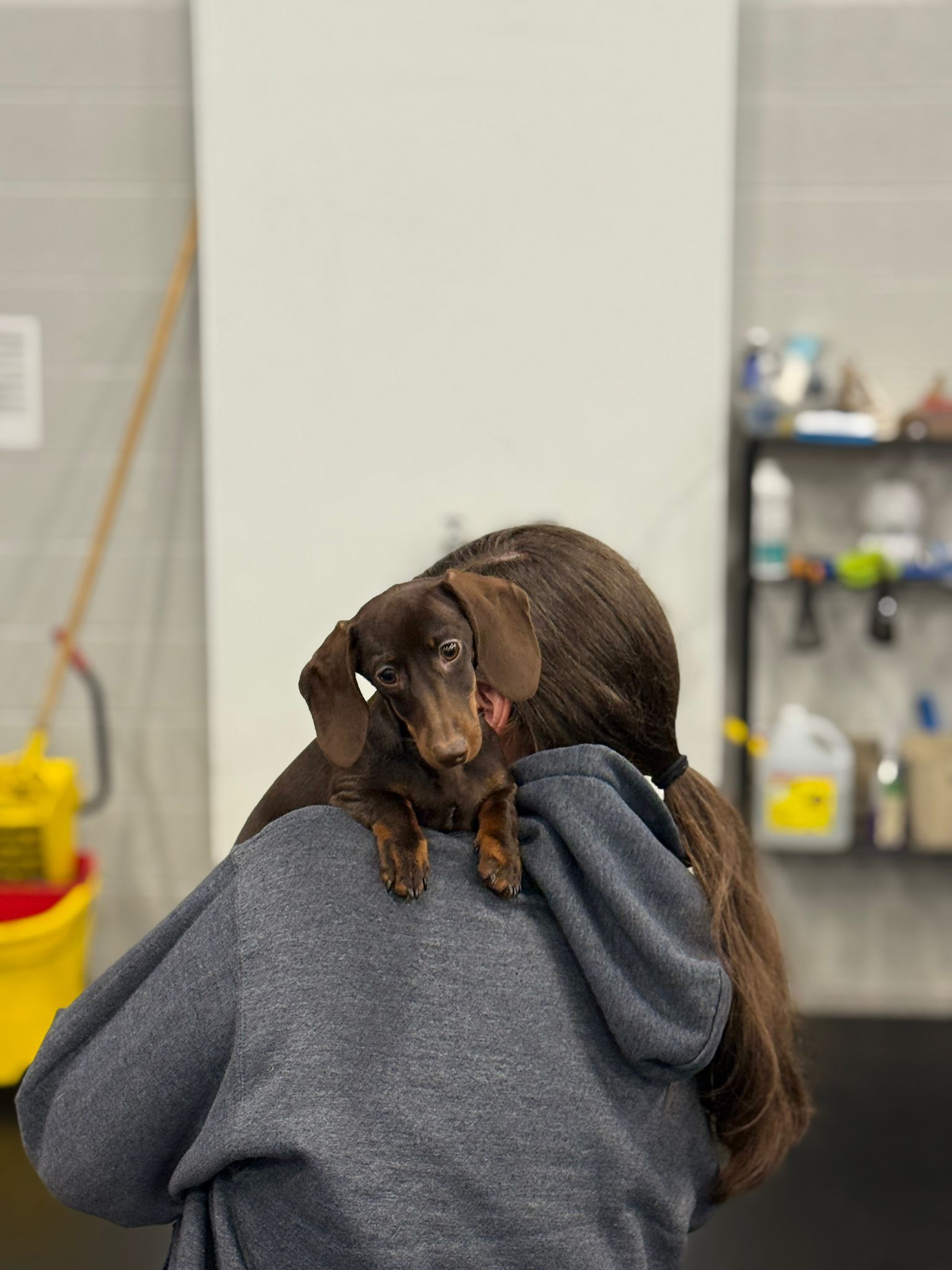 The Social Pup Dog daycare, boarding & grooming Aurora