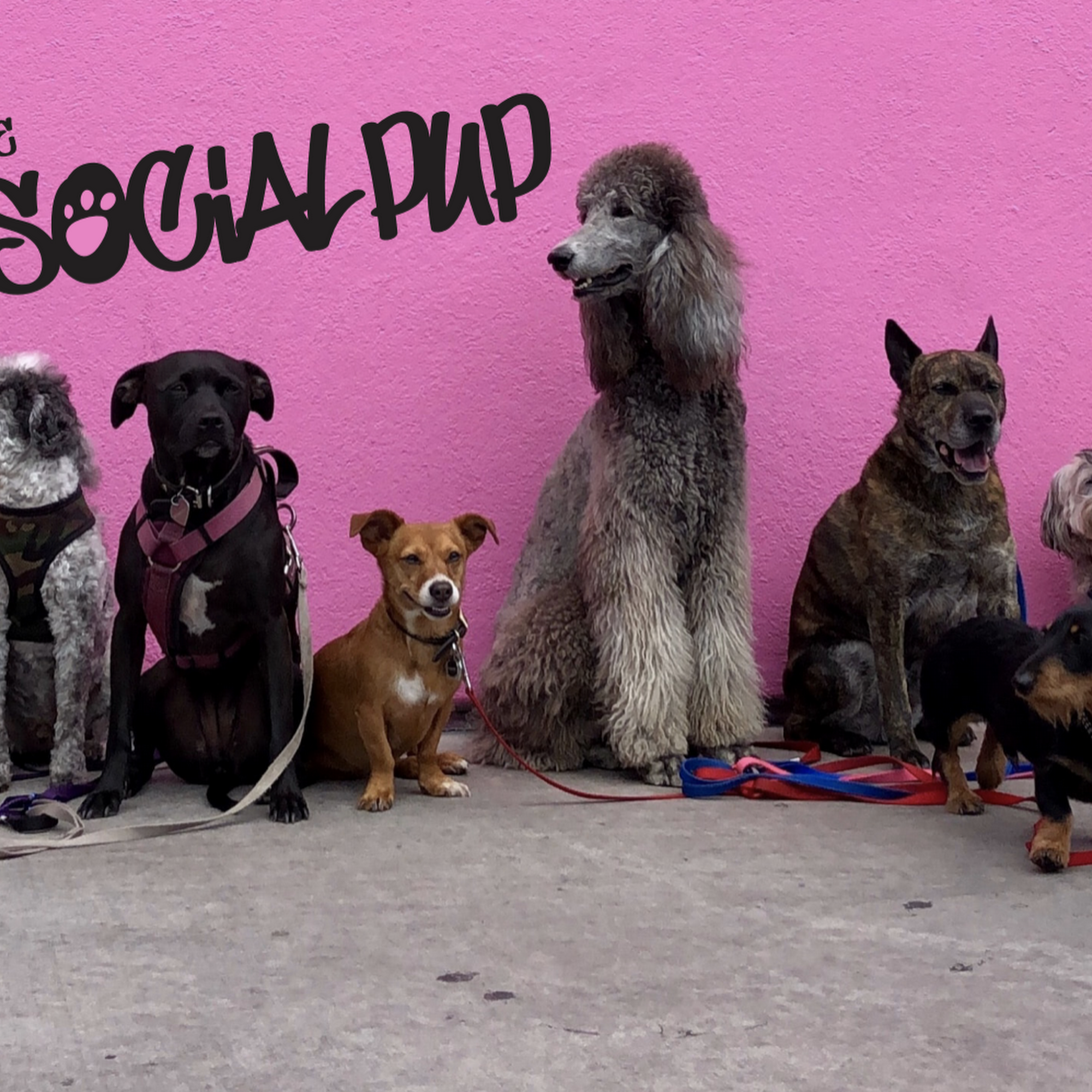 The Social Pup Dog daycare, boarding & grooming Aurora