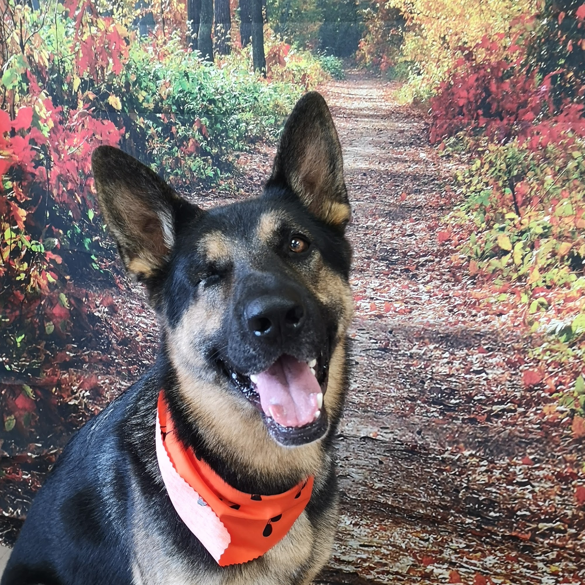 Beast To Beauty Pet Styling Aurora