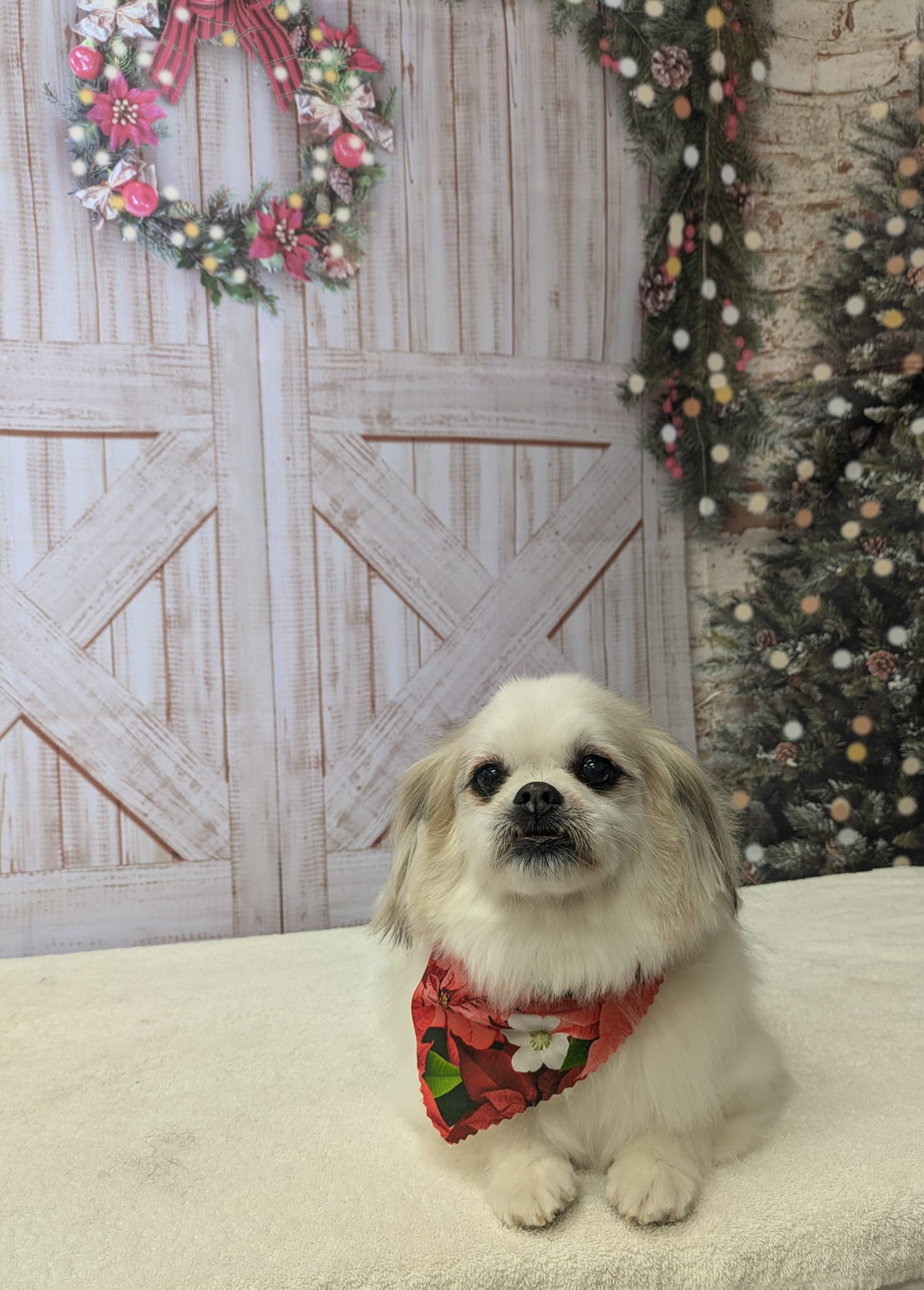 Beast To Beauty Pet Styling Aurora