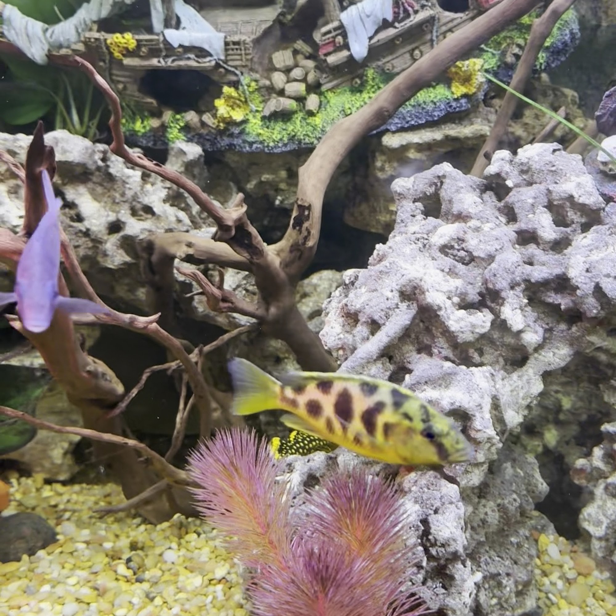 Big Al's Aquarium Supercentres Barrie