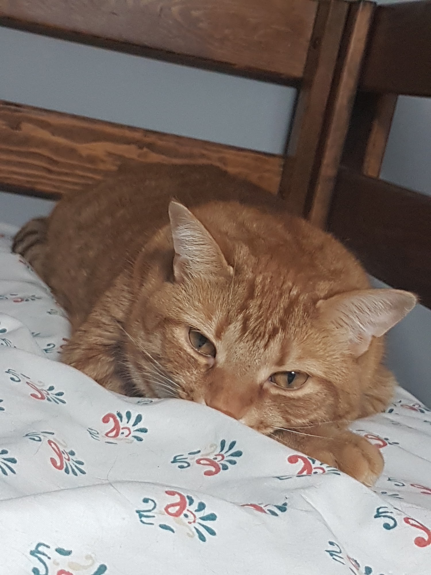 Ontario SPCA Barrie Animal Centre Barrie