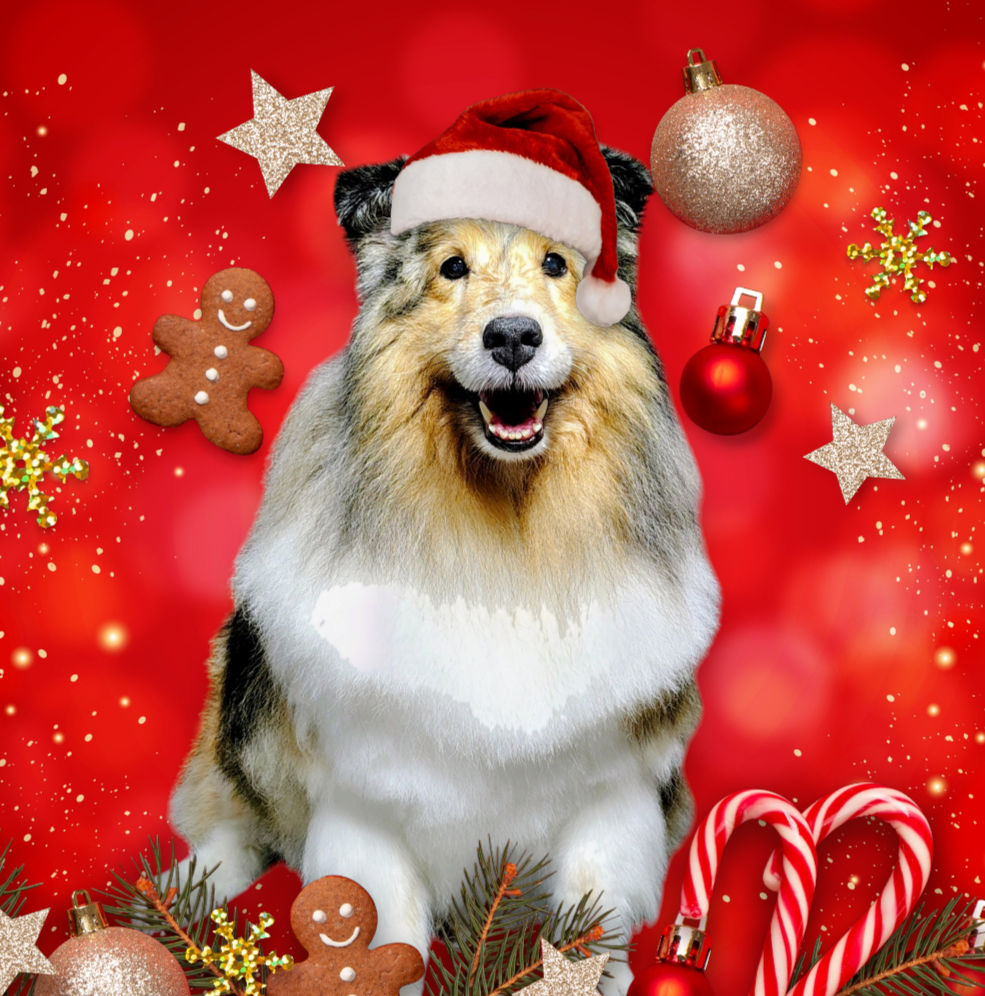 Let The Fur Fly Pet Salon Barrie