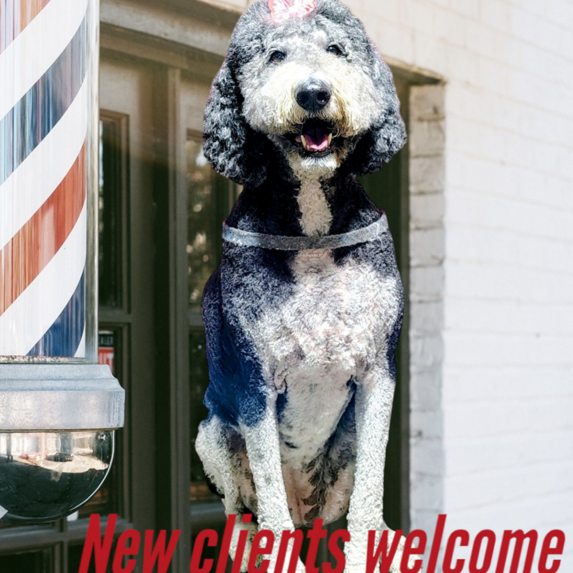 Let The Fur Fly Pet Salon Barrie