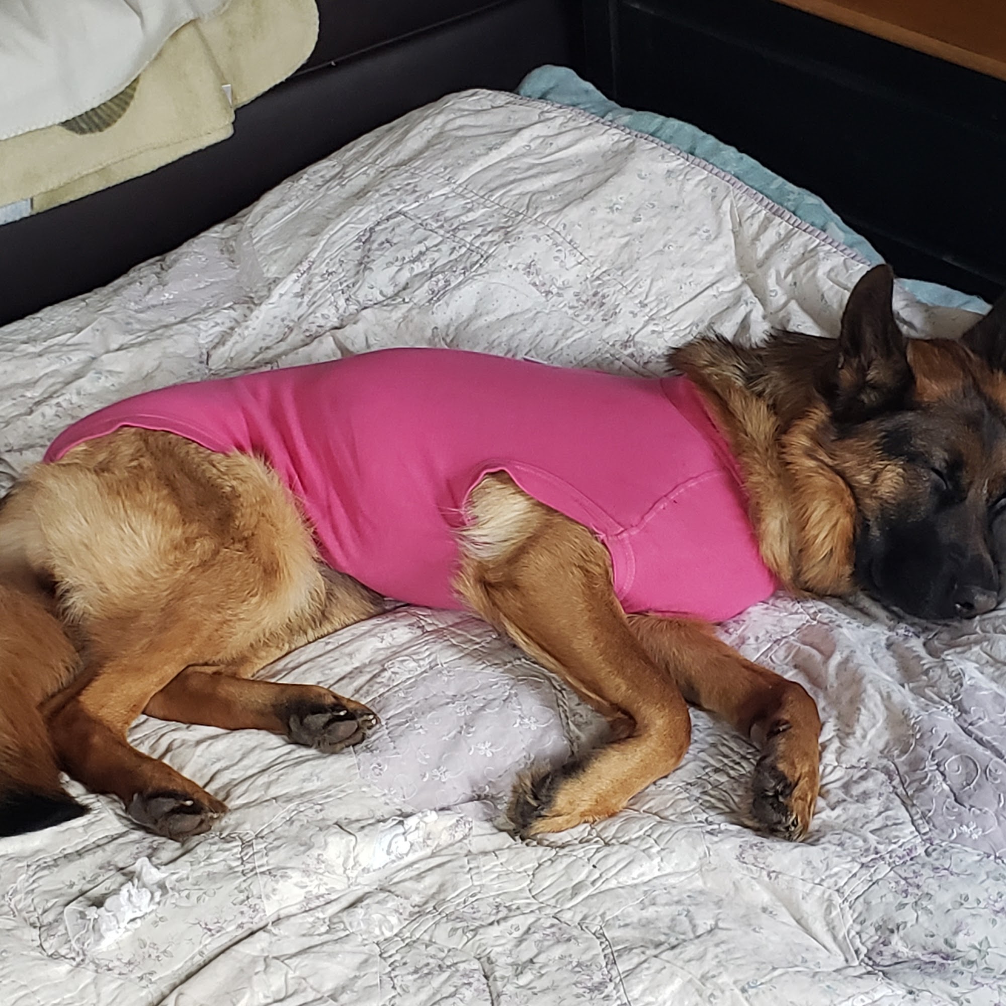 Ontario SPCA and Humane Society Marion Vernon Memorial Animal Clinic Barrie