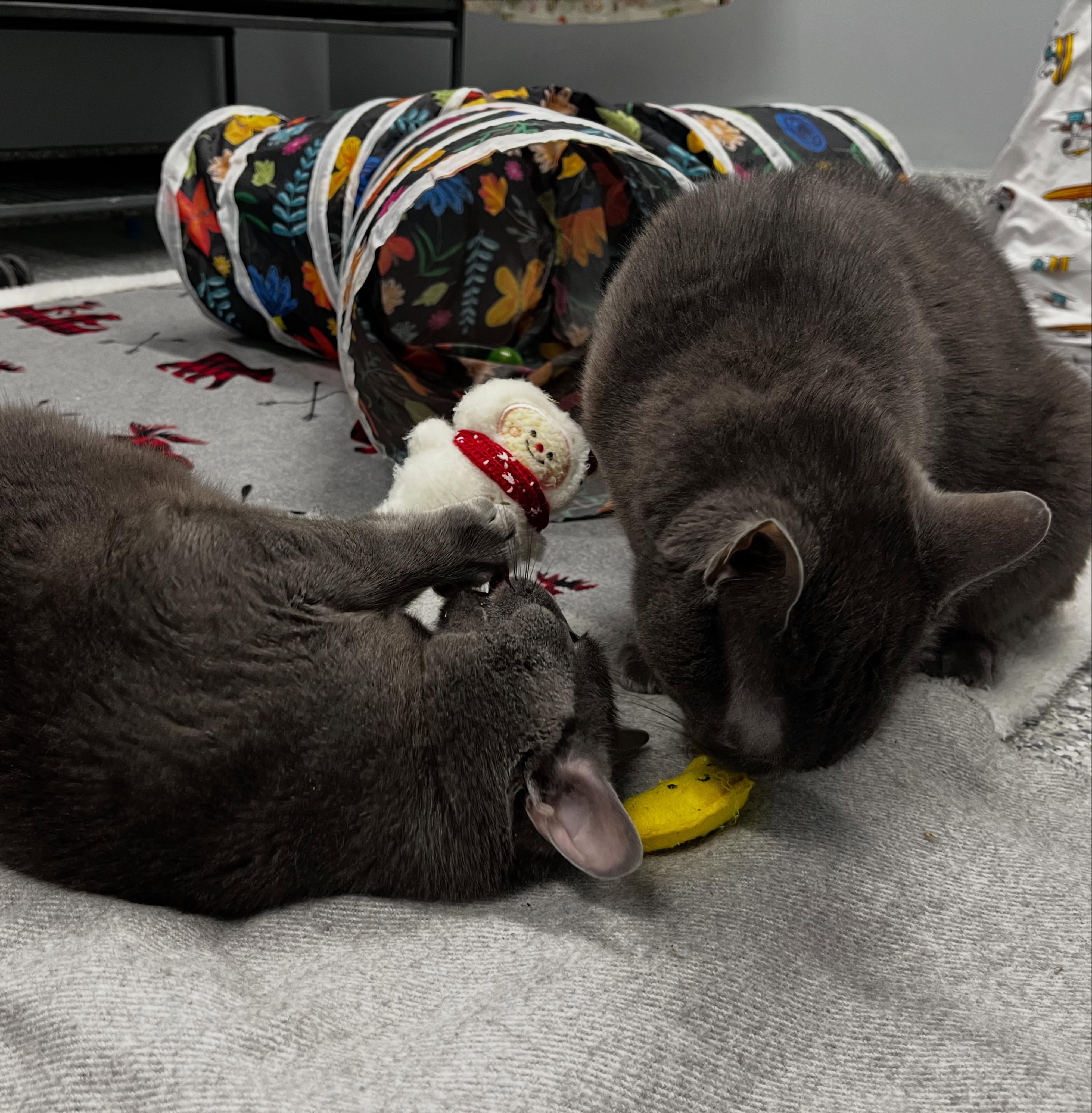 Ontario SPCA and Humane Society Marion Vernon Memorial Animal Clinic Barrie
