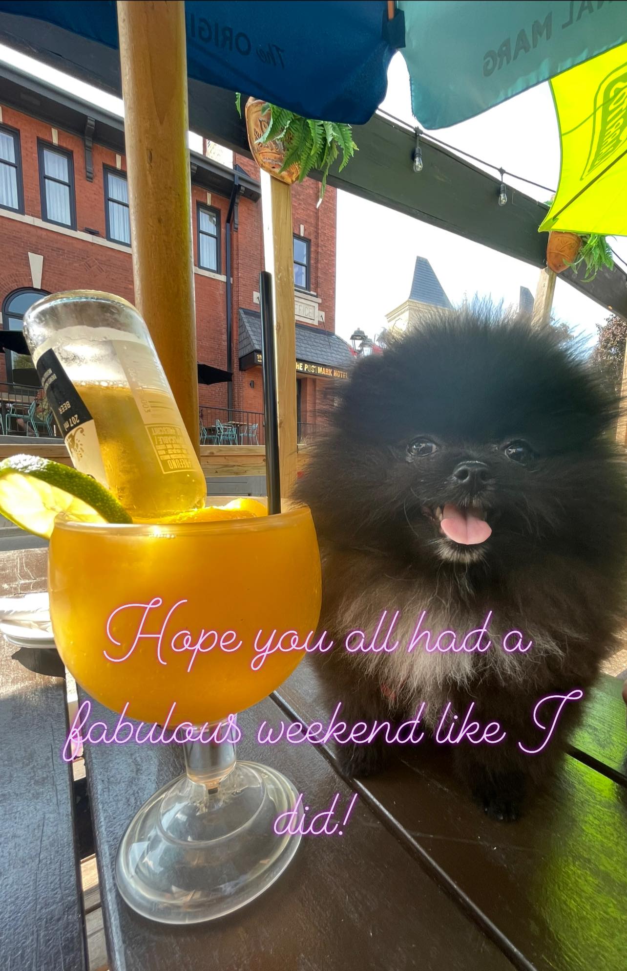 Barks N Bubbles with lisas small dog rescue