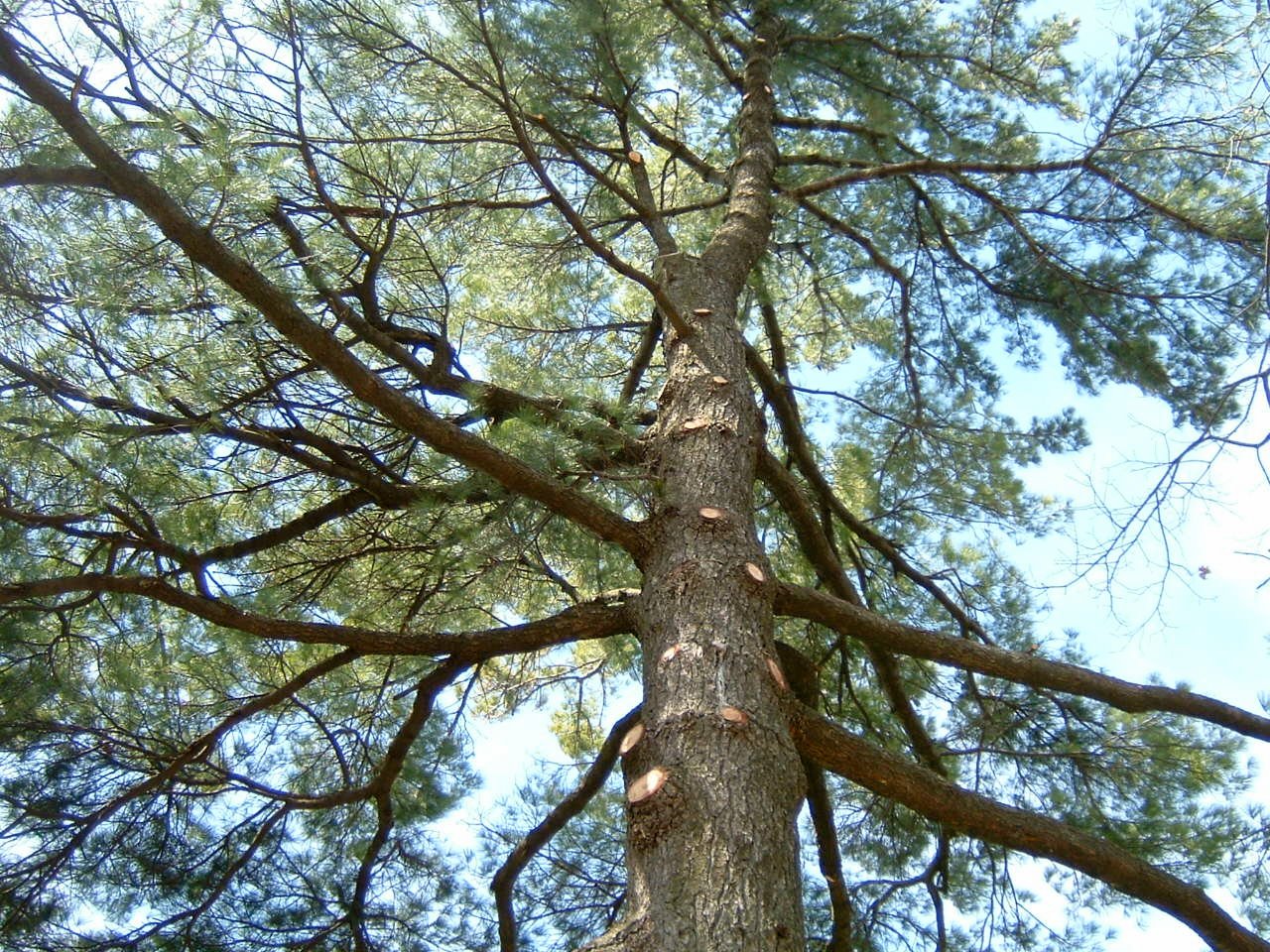 Graves Oak Tree Care