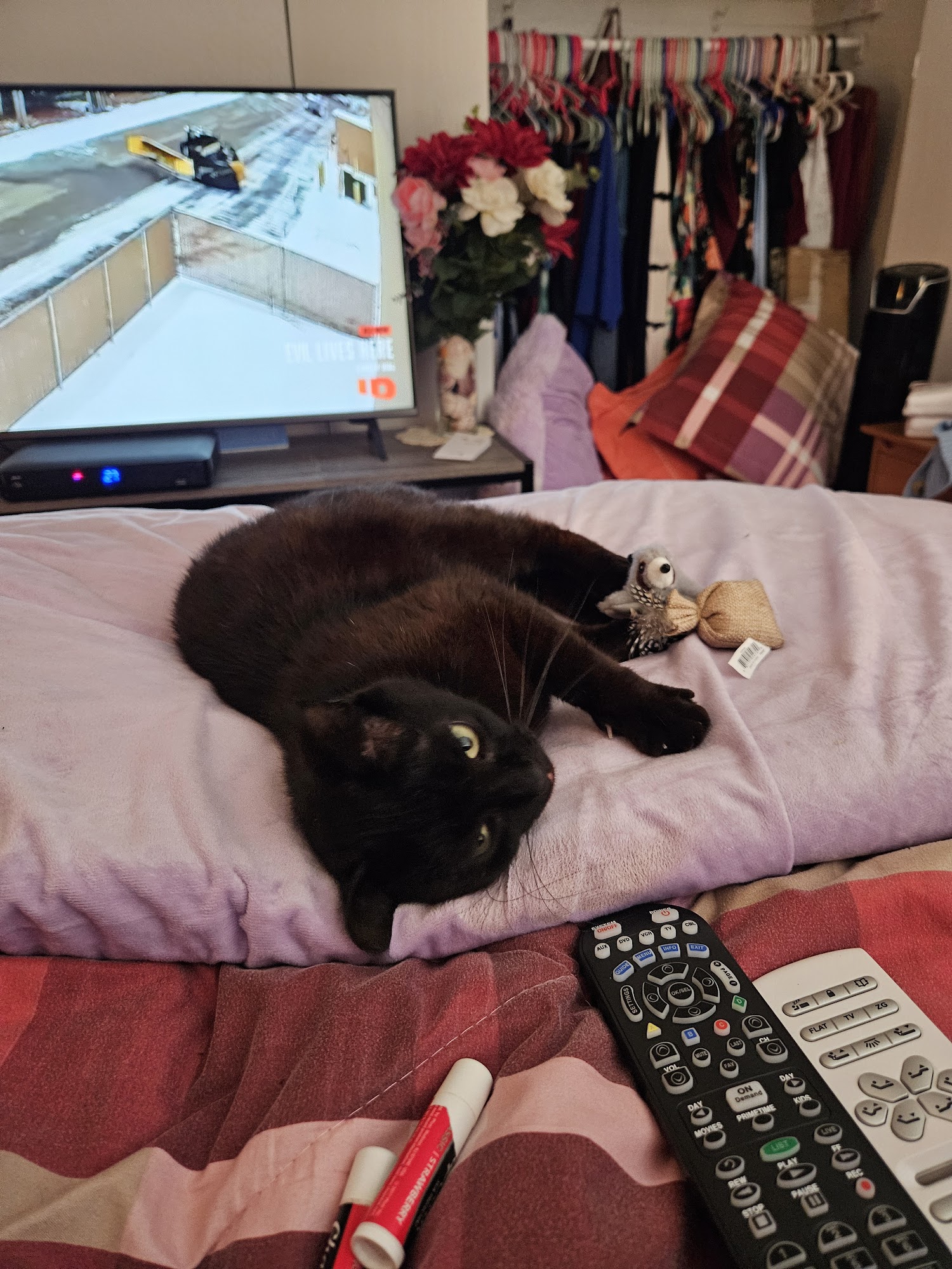 Belleville Animal Hospital Belleville