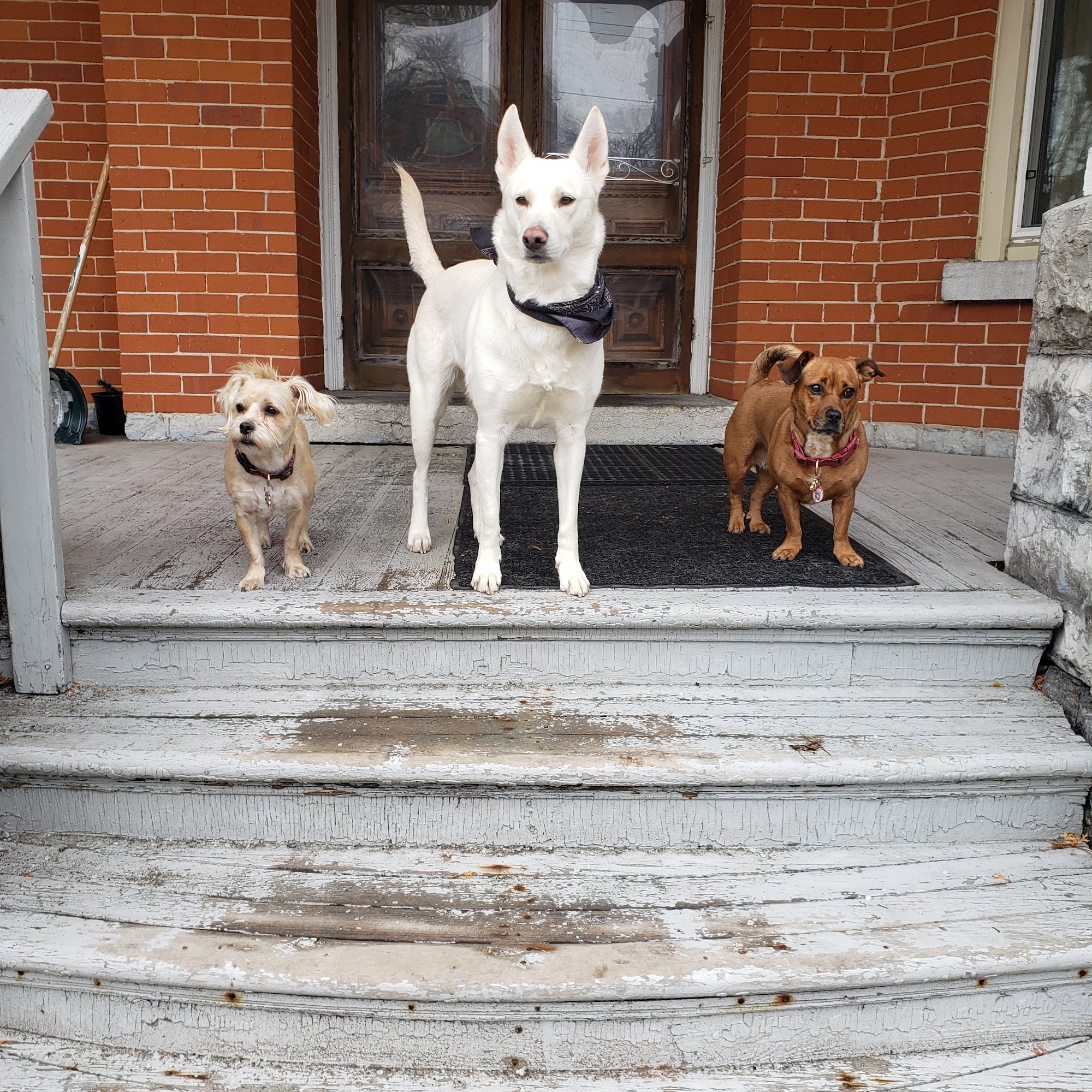 Belleville Animal Hospital Belleville