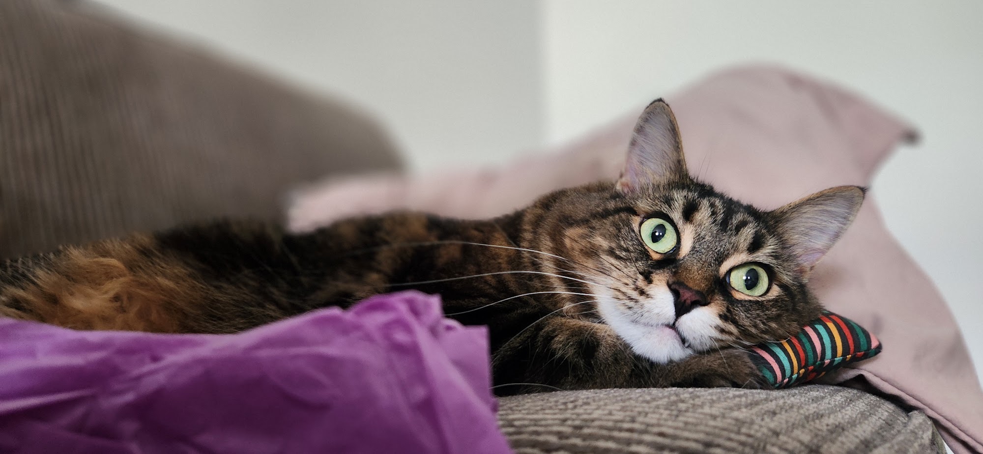 Little Stinkers Natural Pet Foods & Grooming Belleville