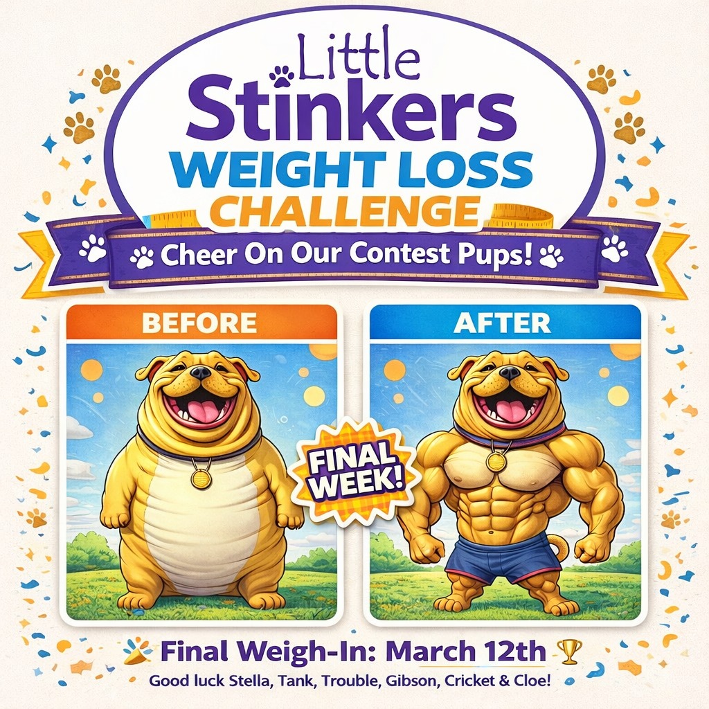 Little Stinkers Natural Pet Foods & Grooming Belleville