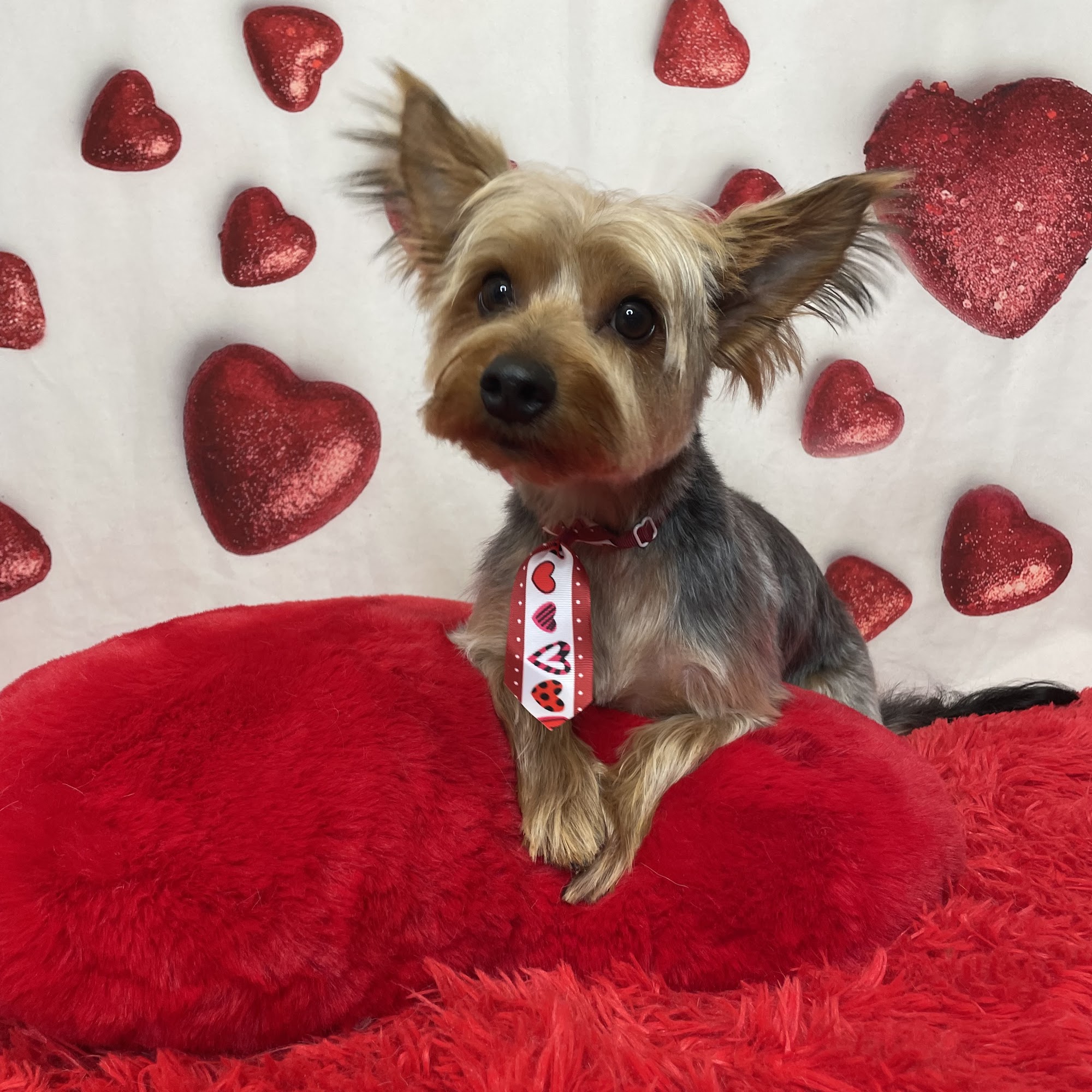 Salty Dog Pet Parlour Belleville