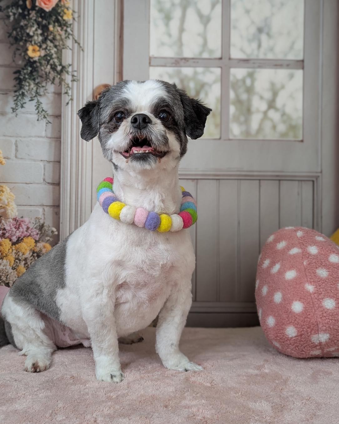 Salty Dog Pet Parlour Belleville