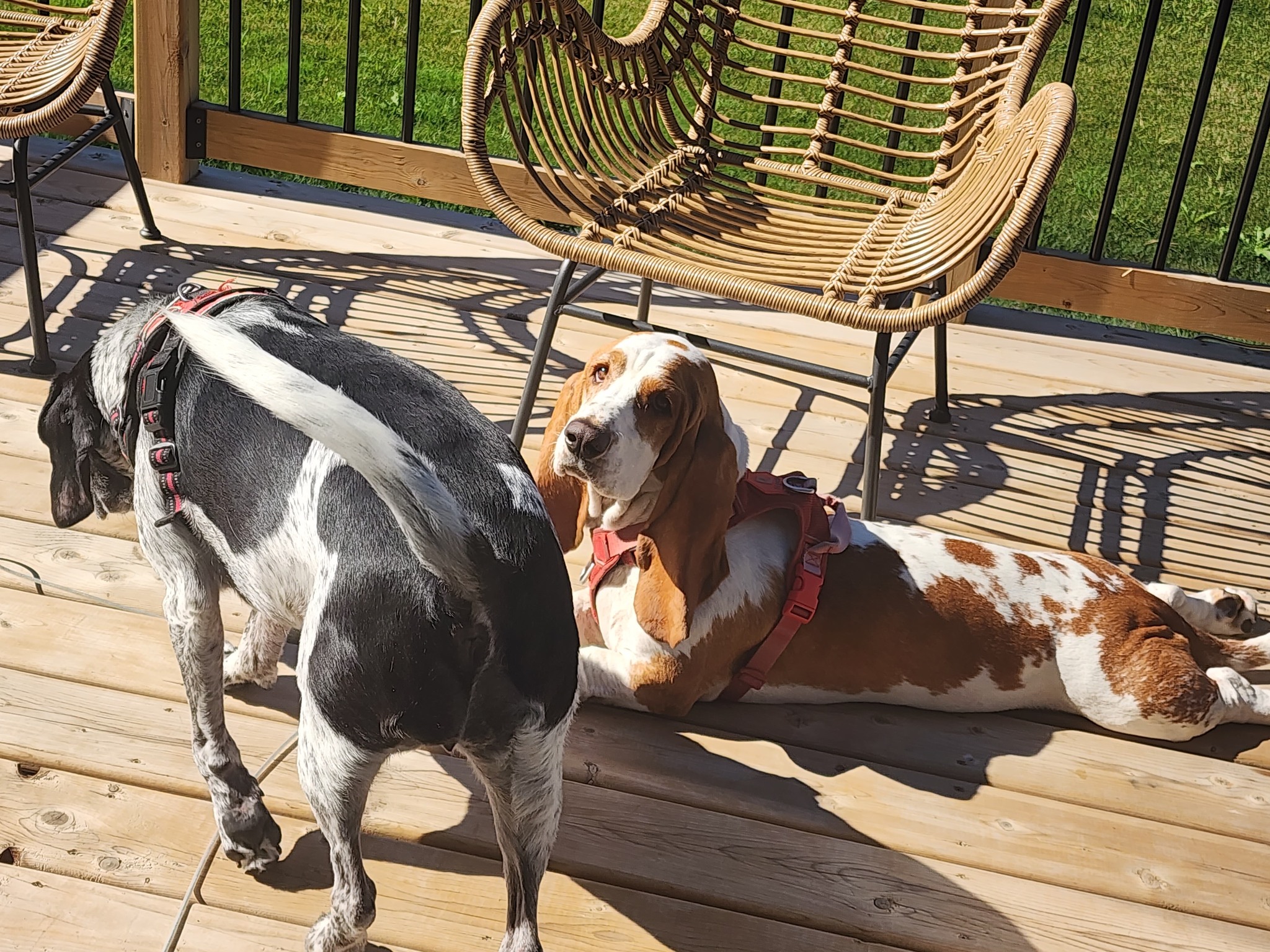 Pet Pawsitive's Luxury Pet Resort Inc Belleville