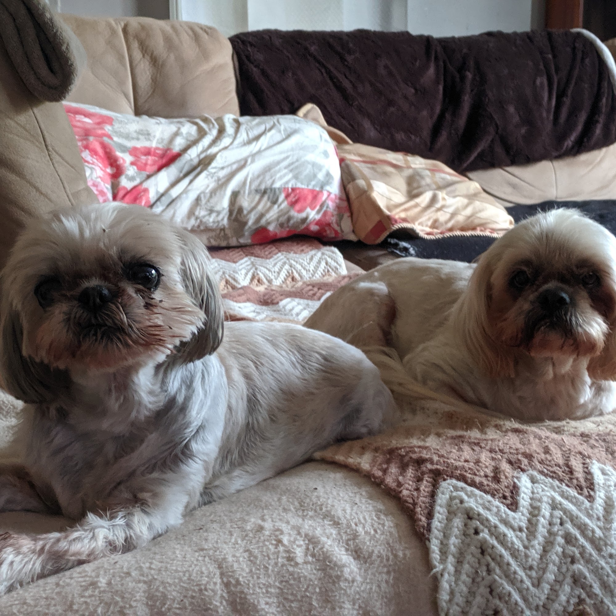 Yuppy Puppys Pet Salon Belleville