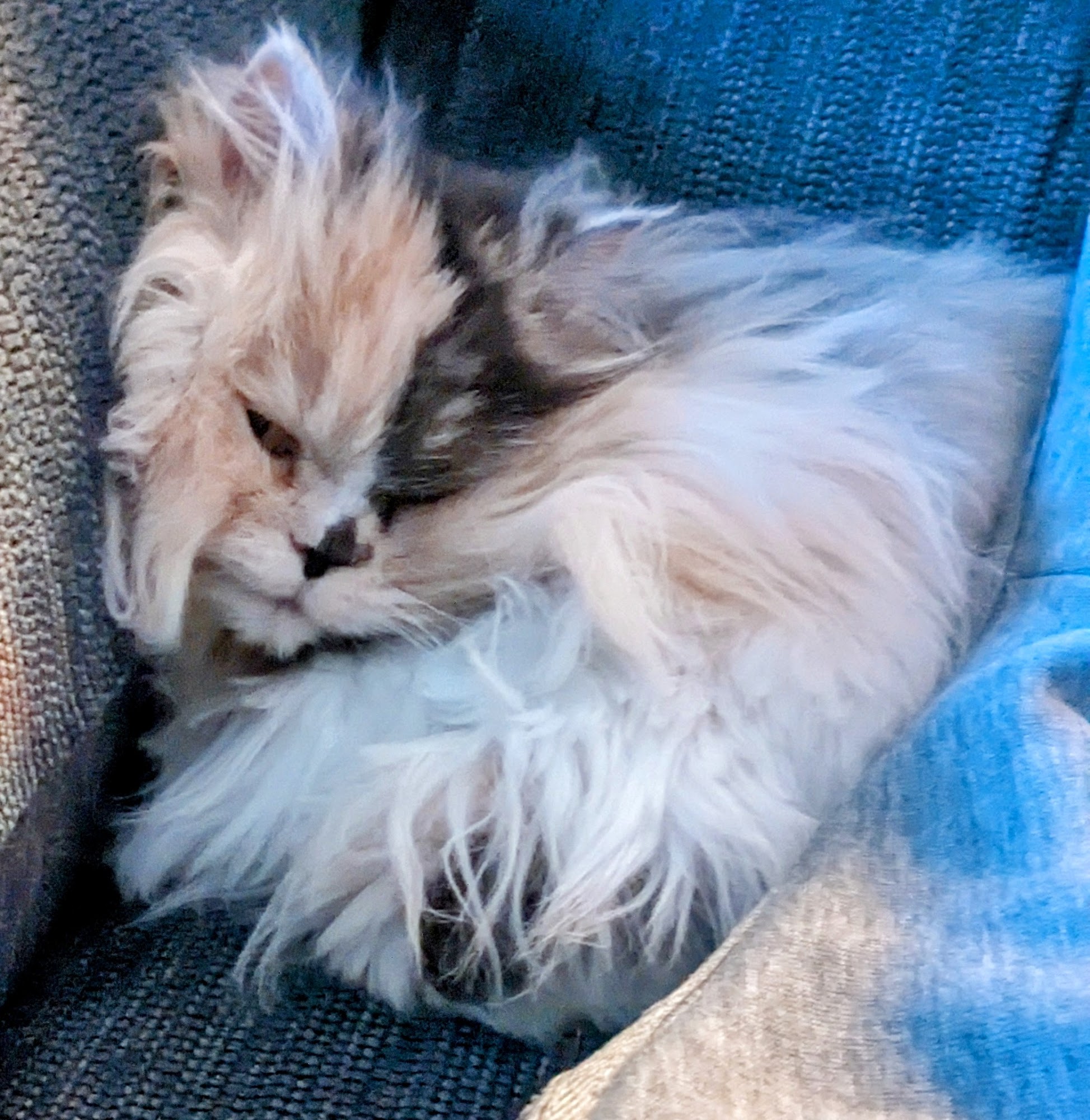 Tropical Gardens Petshop Belleville