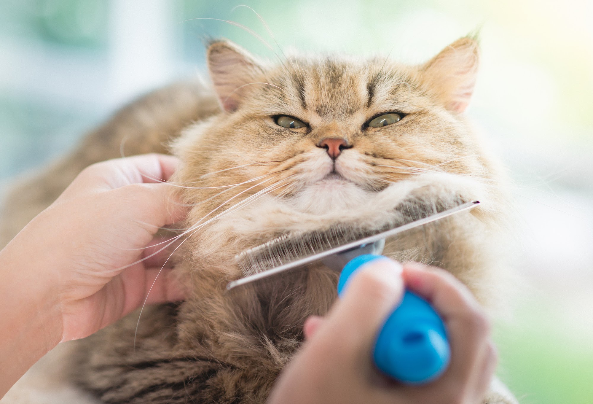 Caygeon Cats & Canines Grooming Bobcaygeon