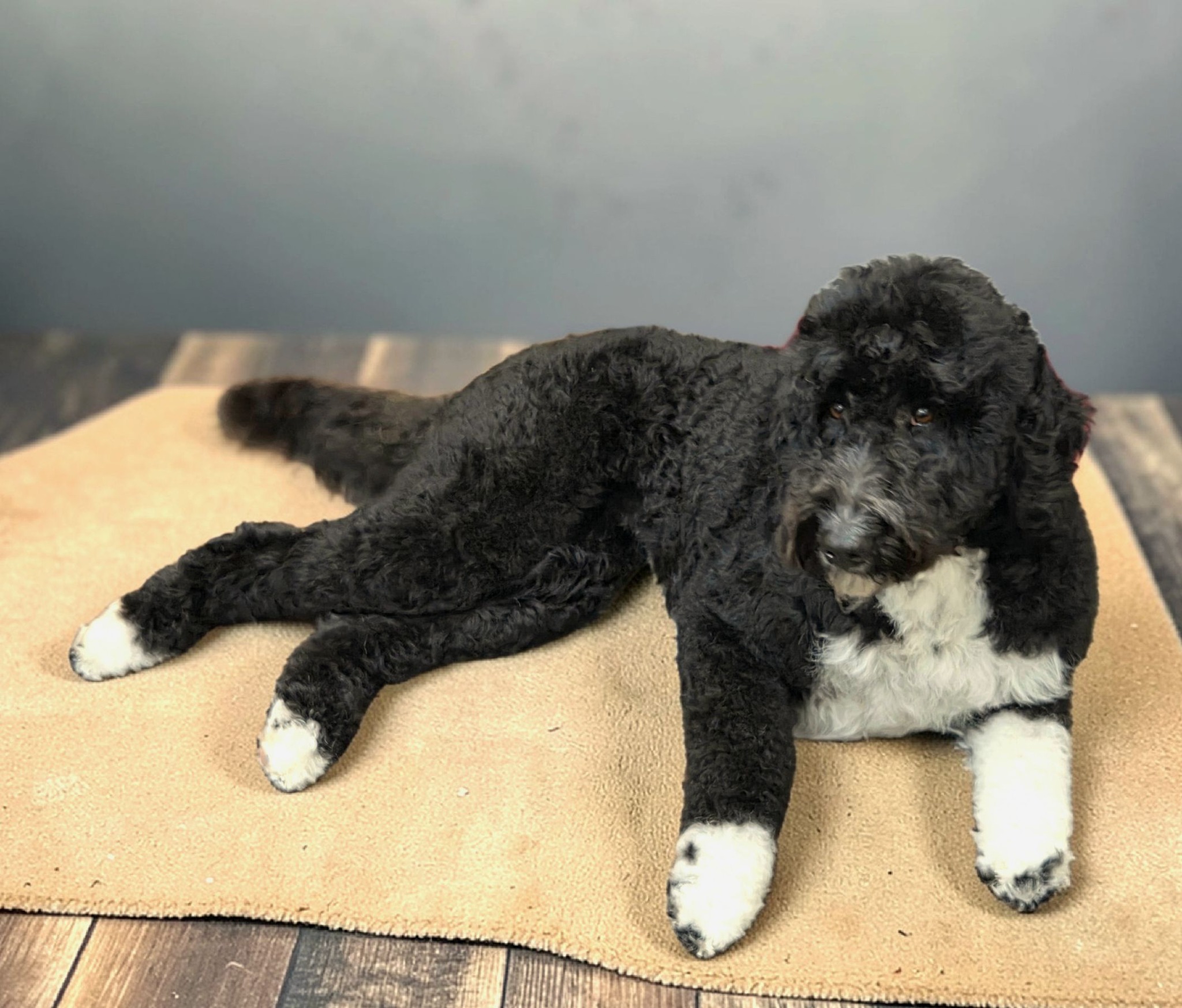 All In One Pet Care Dog Grooming Bobcaygeon
