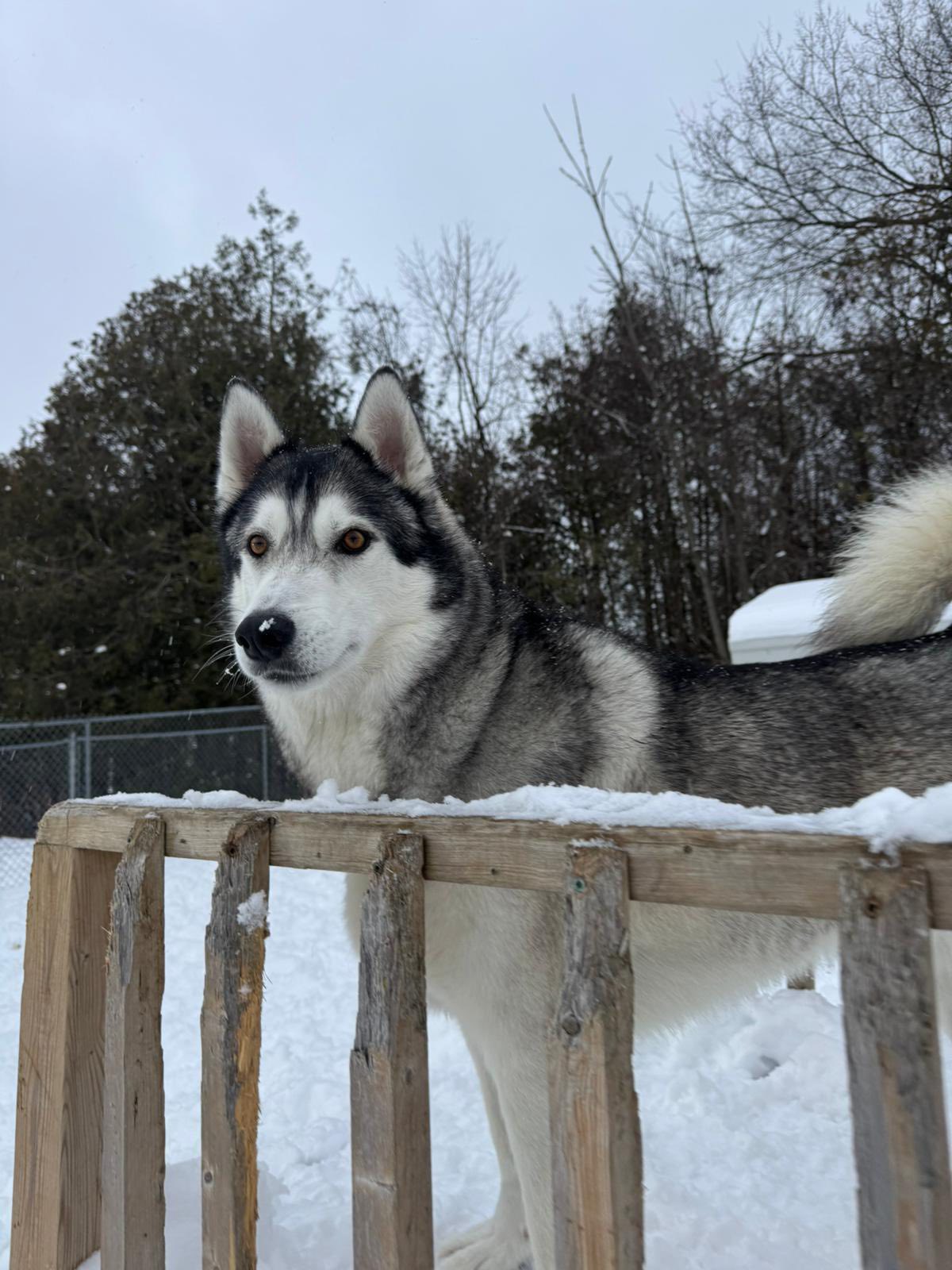 K9 Central Pet Resort, Training and Spa Bowmanville