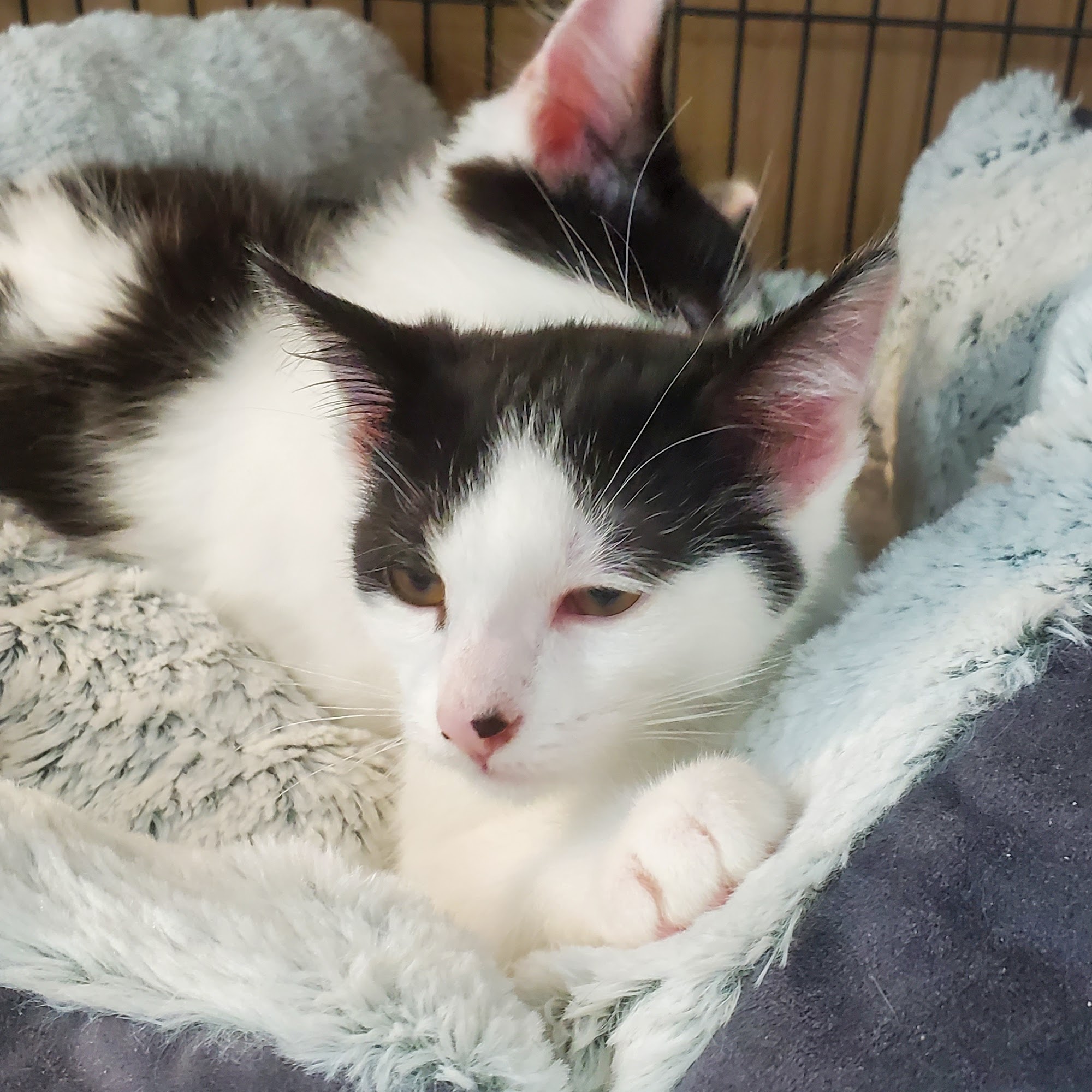 Pet Valu Bracebridge