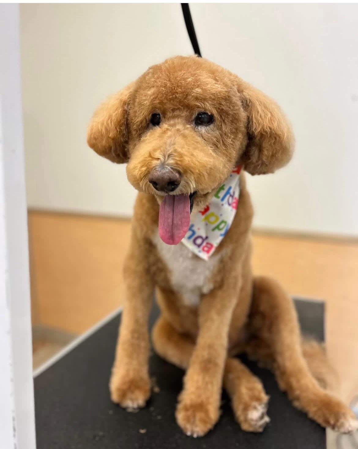 Bark Avenue Spaw Brampton