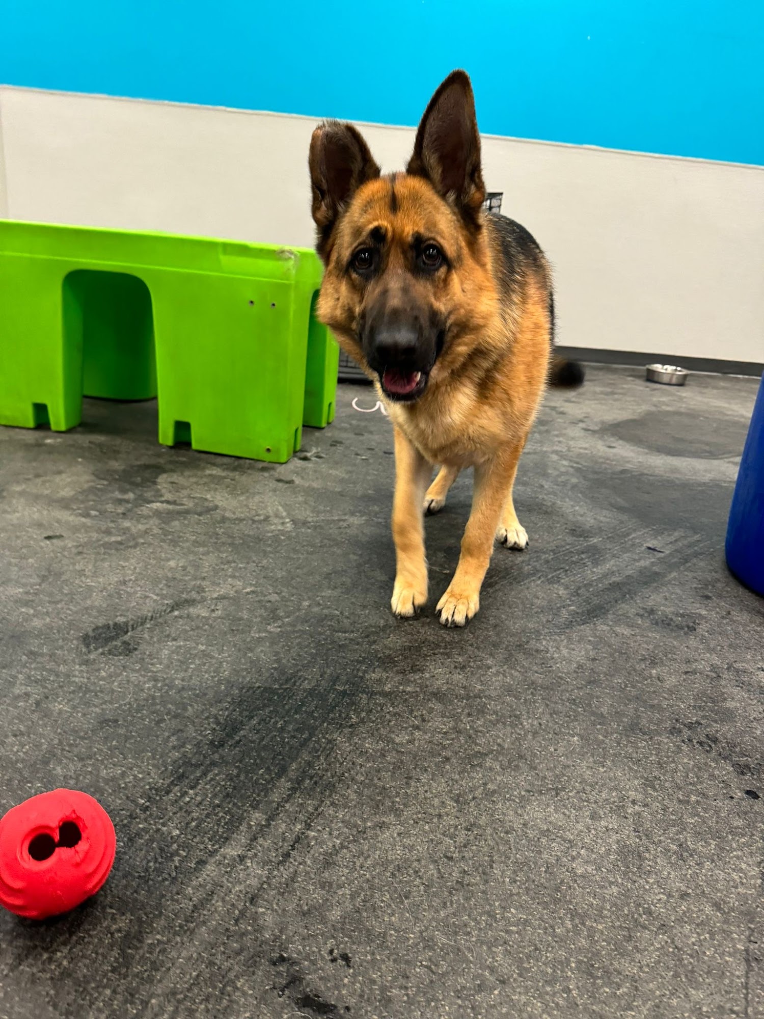 Dogtopia of Lionhead Brampton