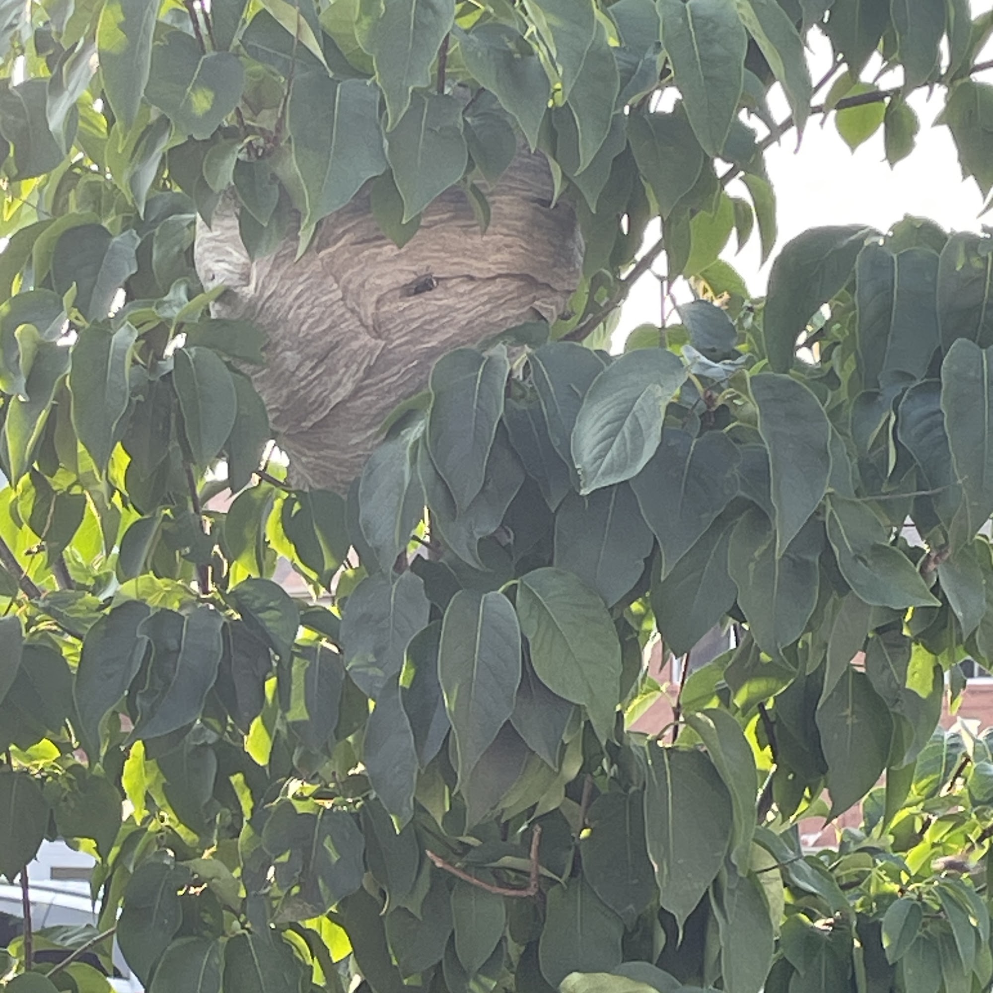 All Pest Solutions Inc