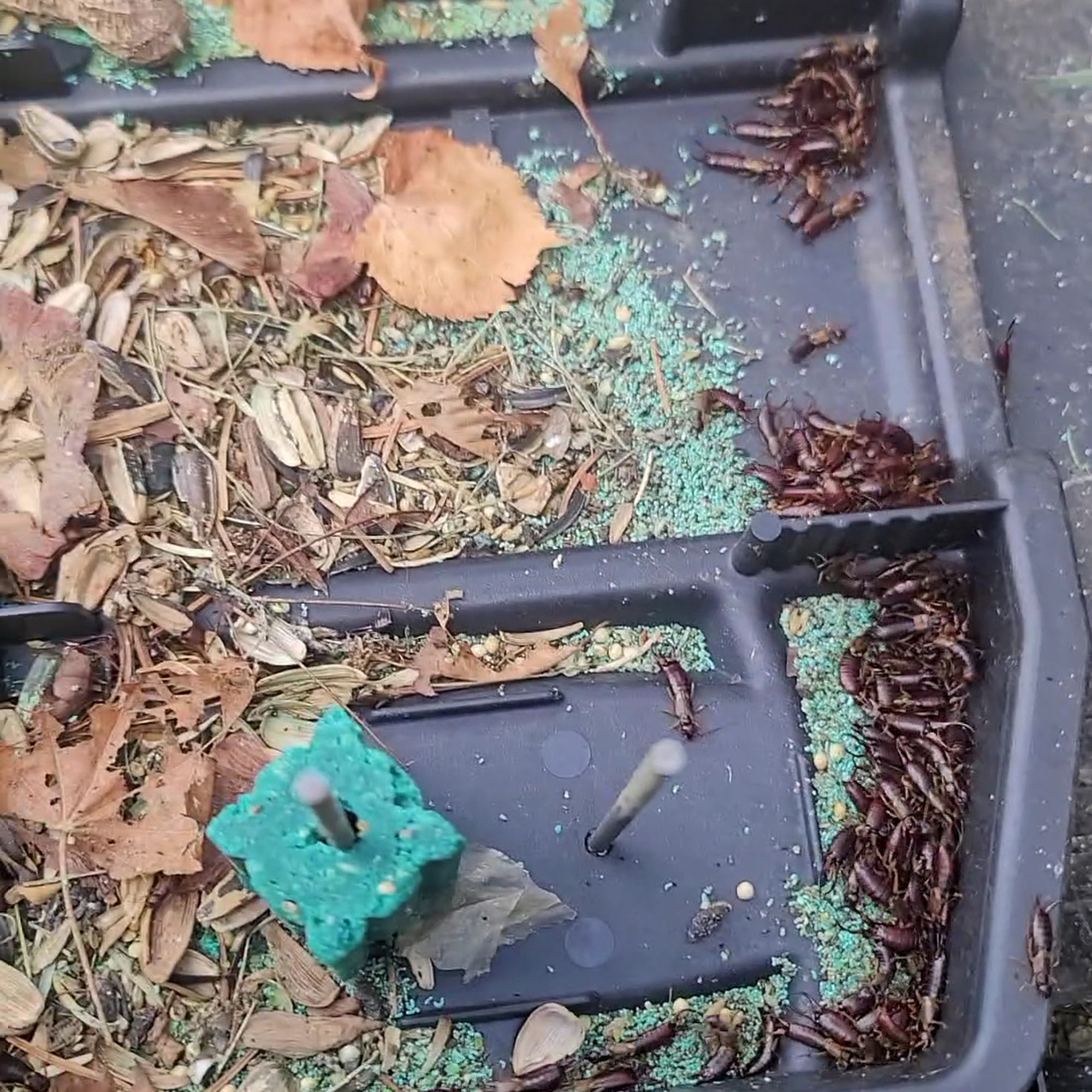 All Pest Solutions Inc