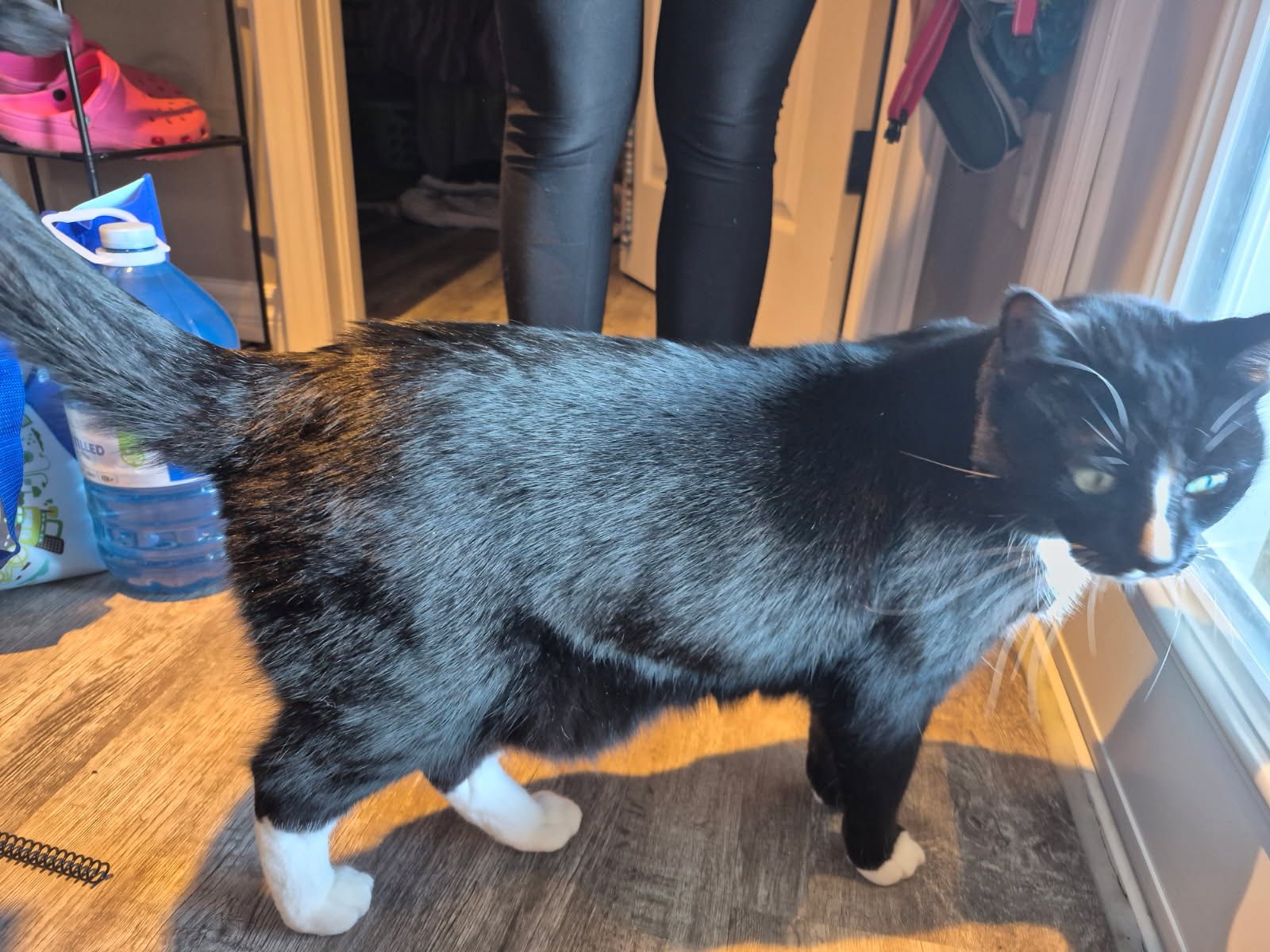 FAIRVIEW DRIVE PET HOSPITAL Brantford