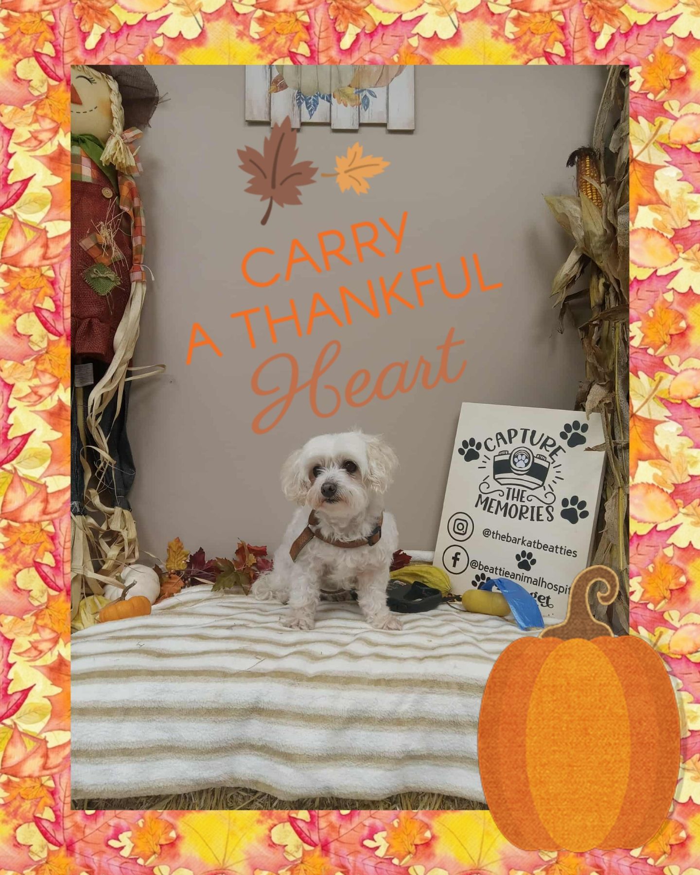 Beattie Animal Hospital - Brantford Brantford