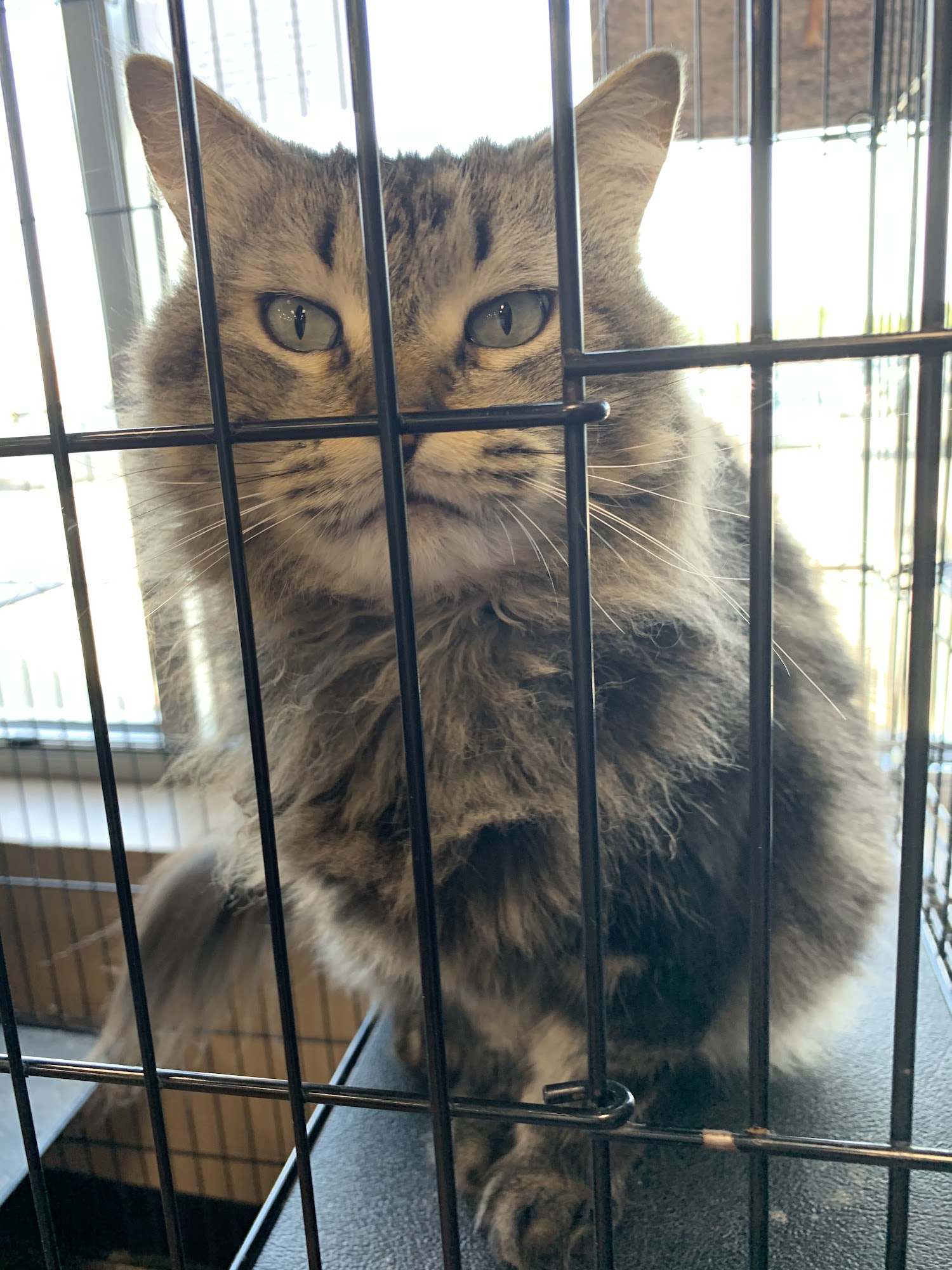 Pet Valu Brantford